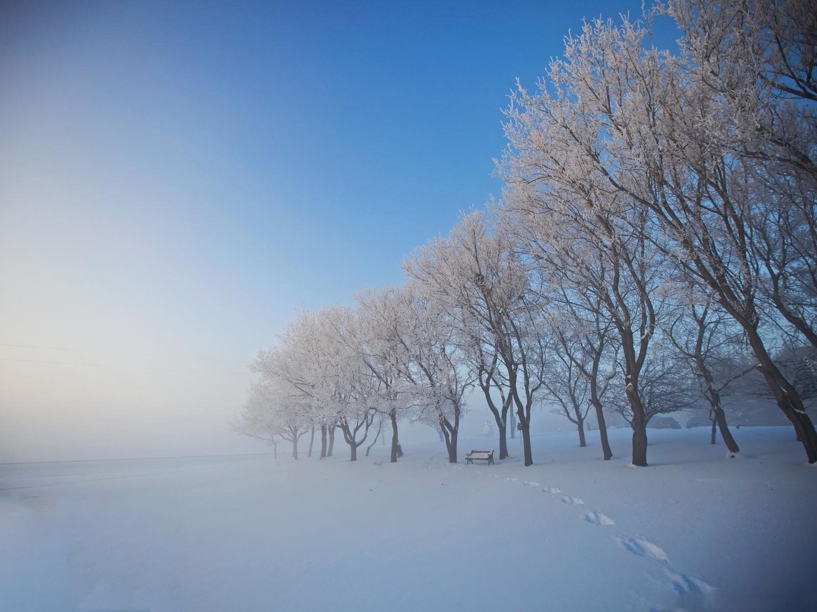 Alberi innevati nella nebbia invernale, 1600x1200 900p, Desktop