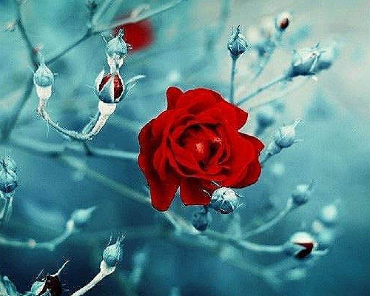 Rosa rossa su rami invernali, 1280x1024 720p, PC