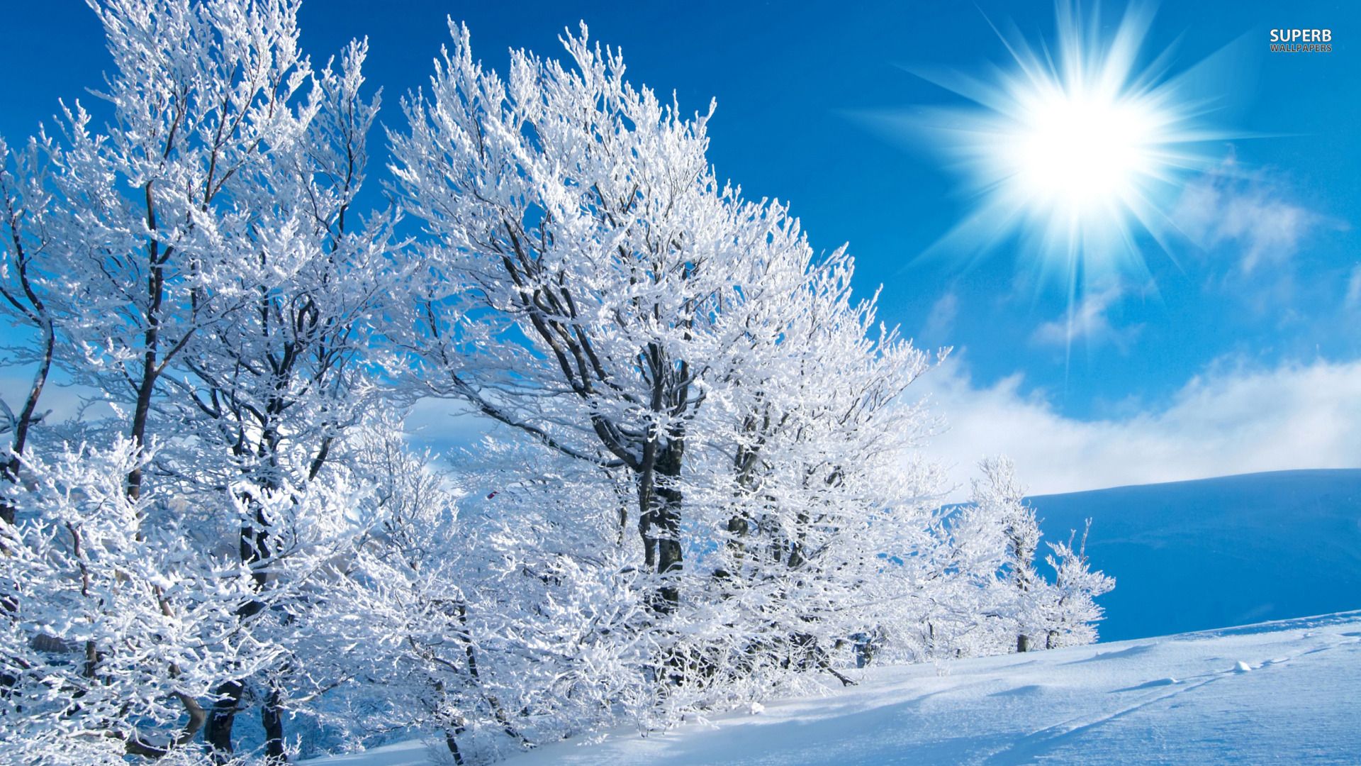 Alberi innevati con sole, 1920x1080 1080p, Desktop