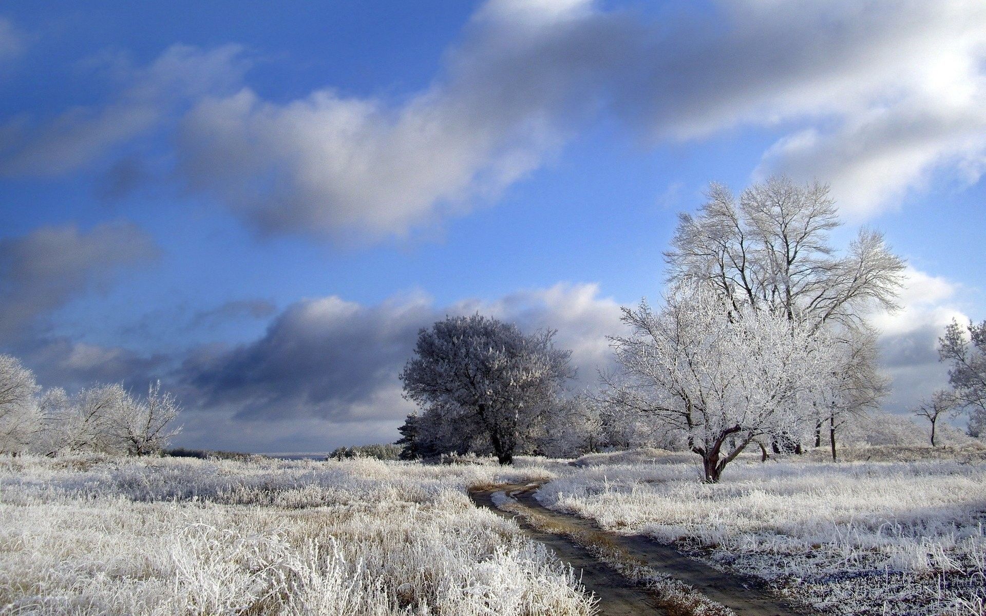 Paesaggio invernale con alberi brinati, 1920x1200 Full HD+ WUXGA, iMac
