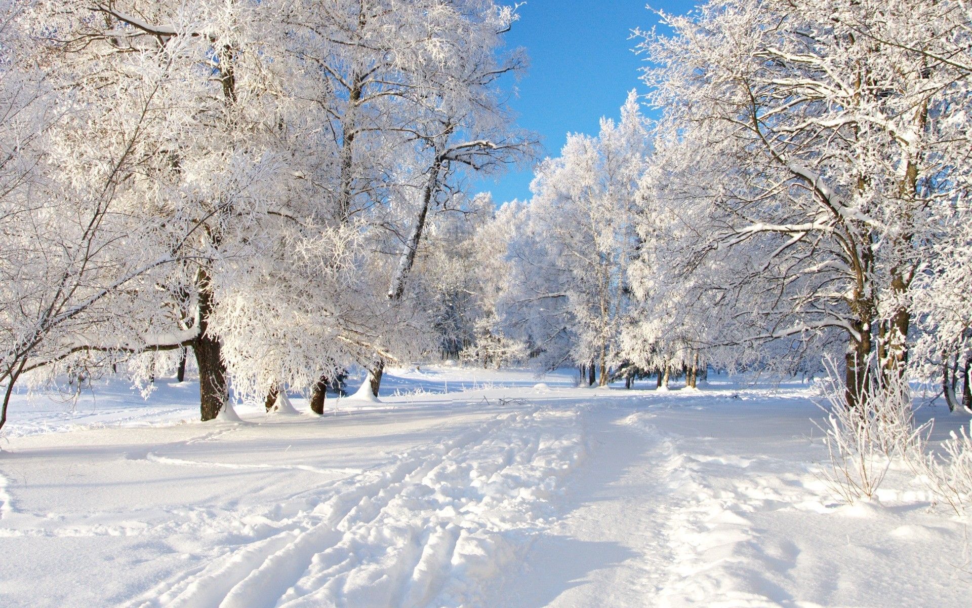 Sentiero innevato tra alberi gelati, 1920x1200 Full HD+ WUXGA, Desktop