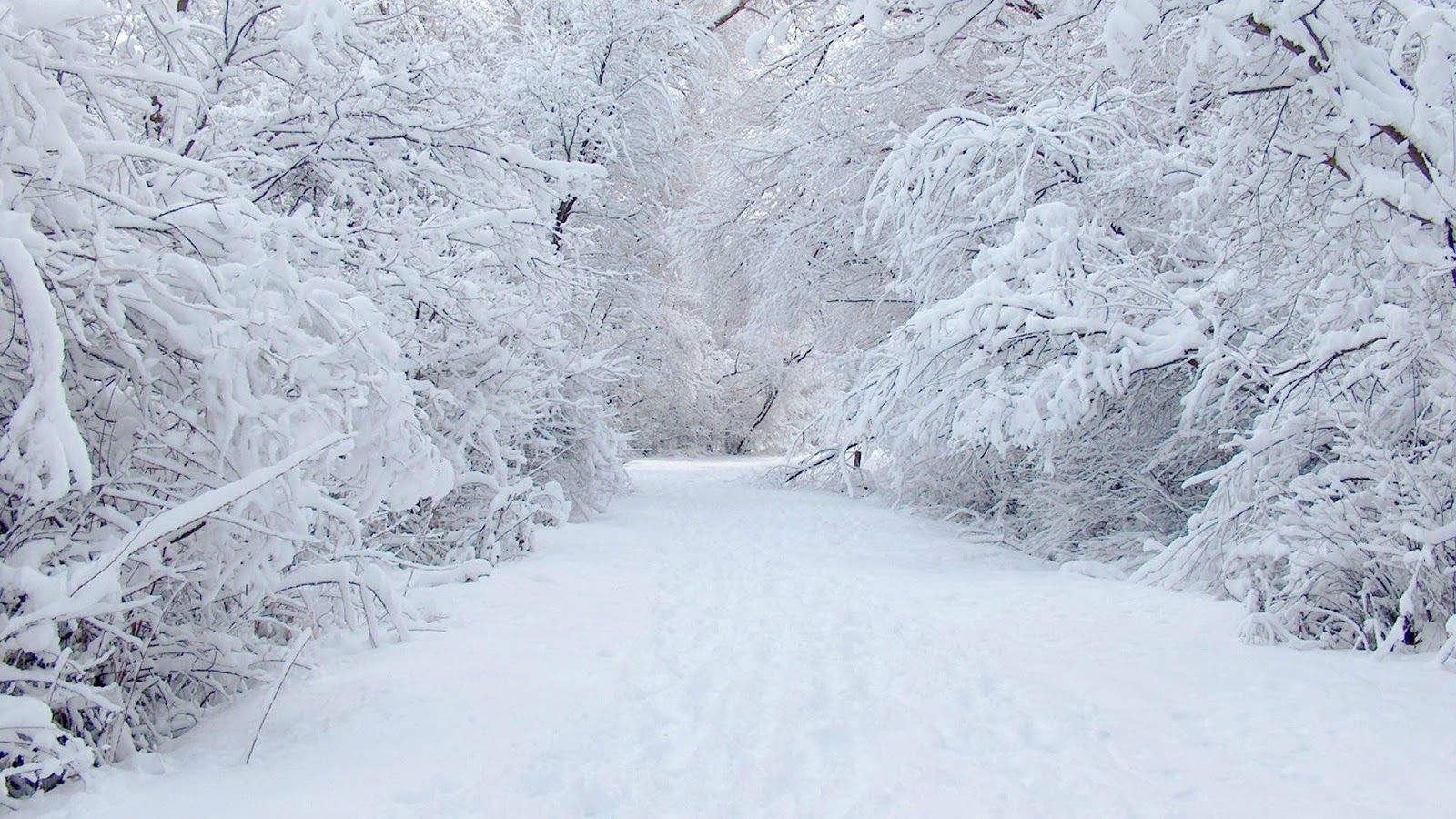 Sentiero innevato nel bosco, 1600x900 HD, Desktop