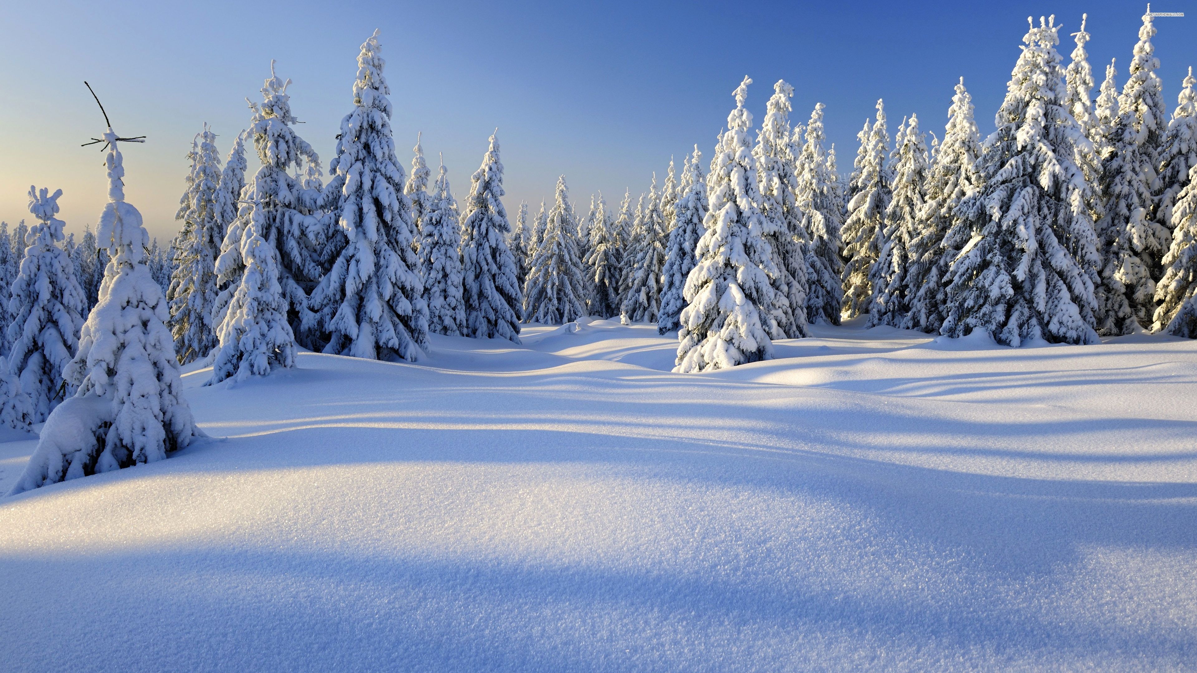 Paesaggio innevato con abeti, 3840x2160 UHD, Monitor 4K