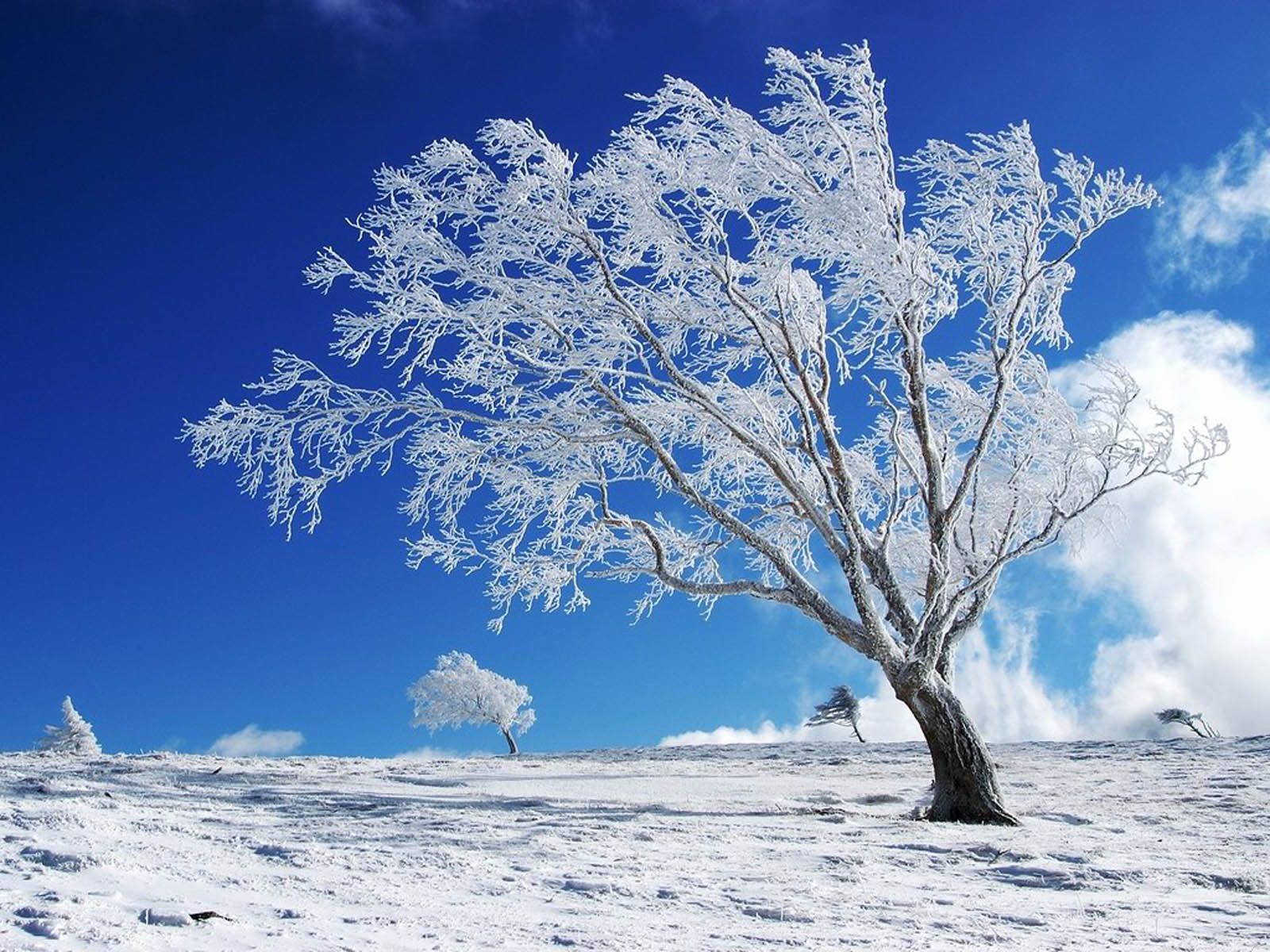 Albero innevato collina invernale, 1600x1200 HD Ready, PC Desktop