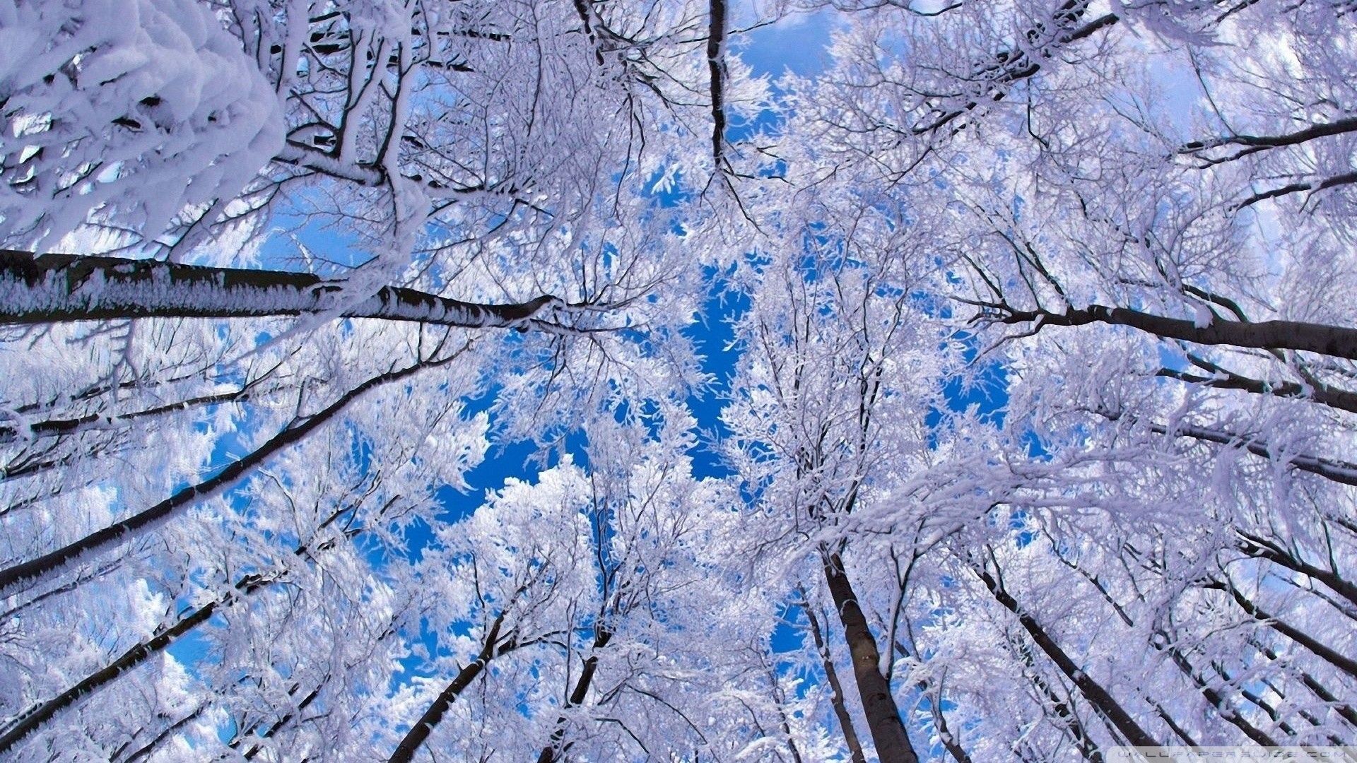Alberi innevati vista dal basso, 1920x1080 Full HD, Monitor Gaming