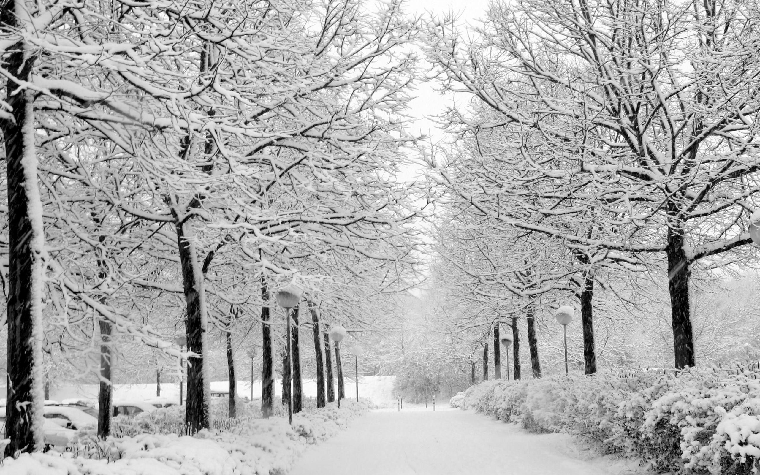 Viale alberato innevato invernale, 2560x1600 2K+, Desktop