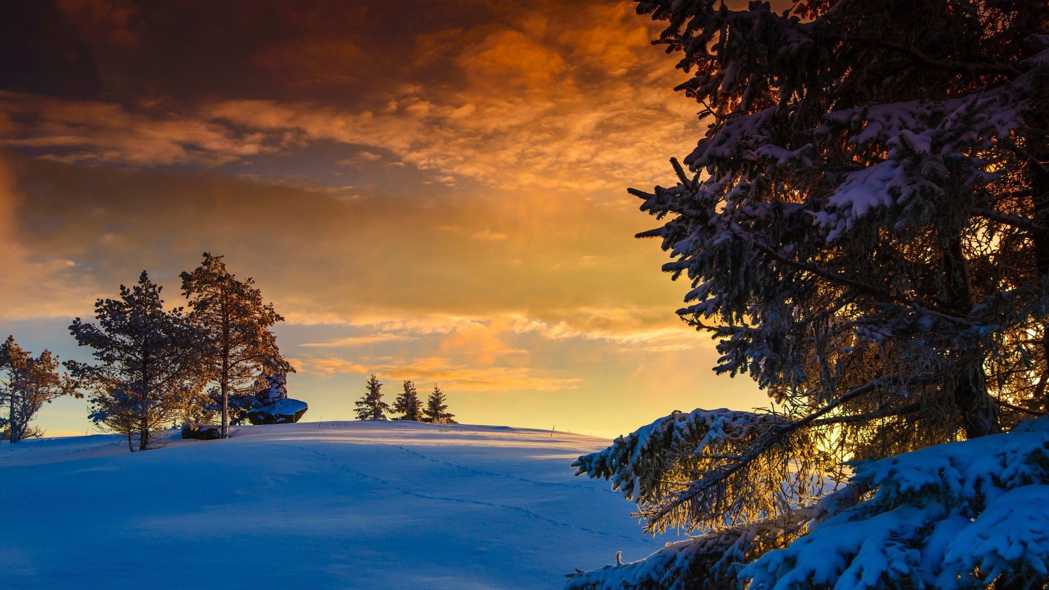 Tramonto invernale con abeti innevati, 2048x1152 2K, PC
