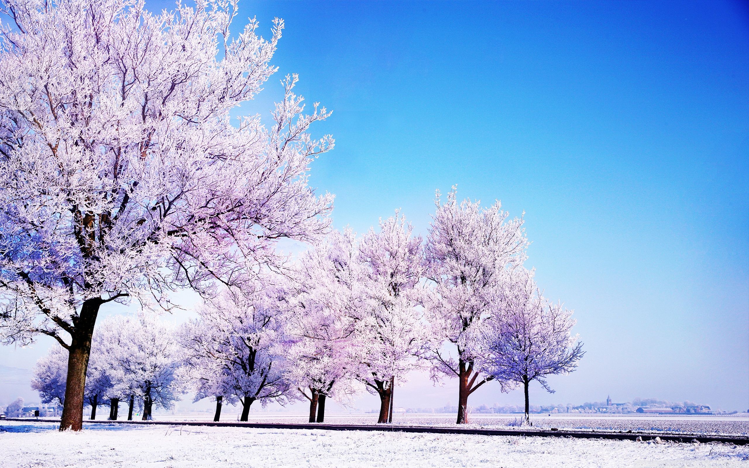 Alberi innevati con cielo blu, 2560x1600 2K+, PC