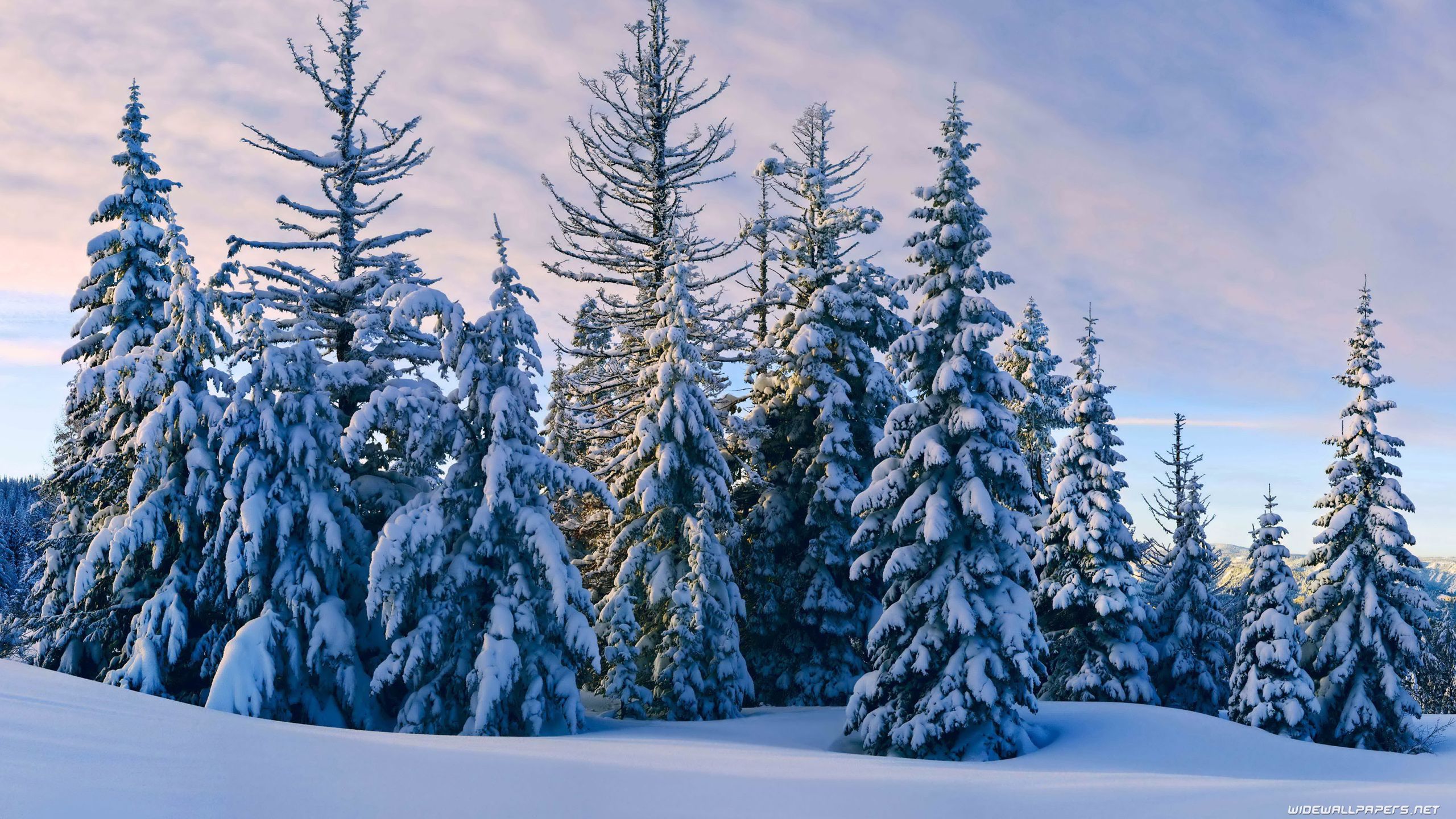 Abeti innevati foresta invernale, 2560x1440 2K QHD, Monitor Gaming