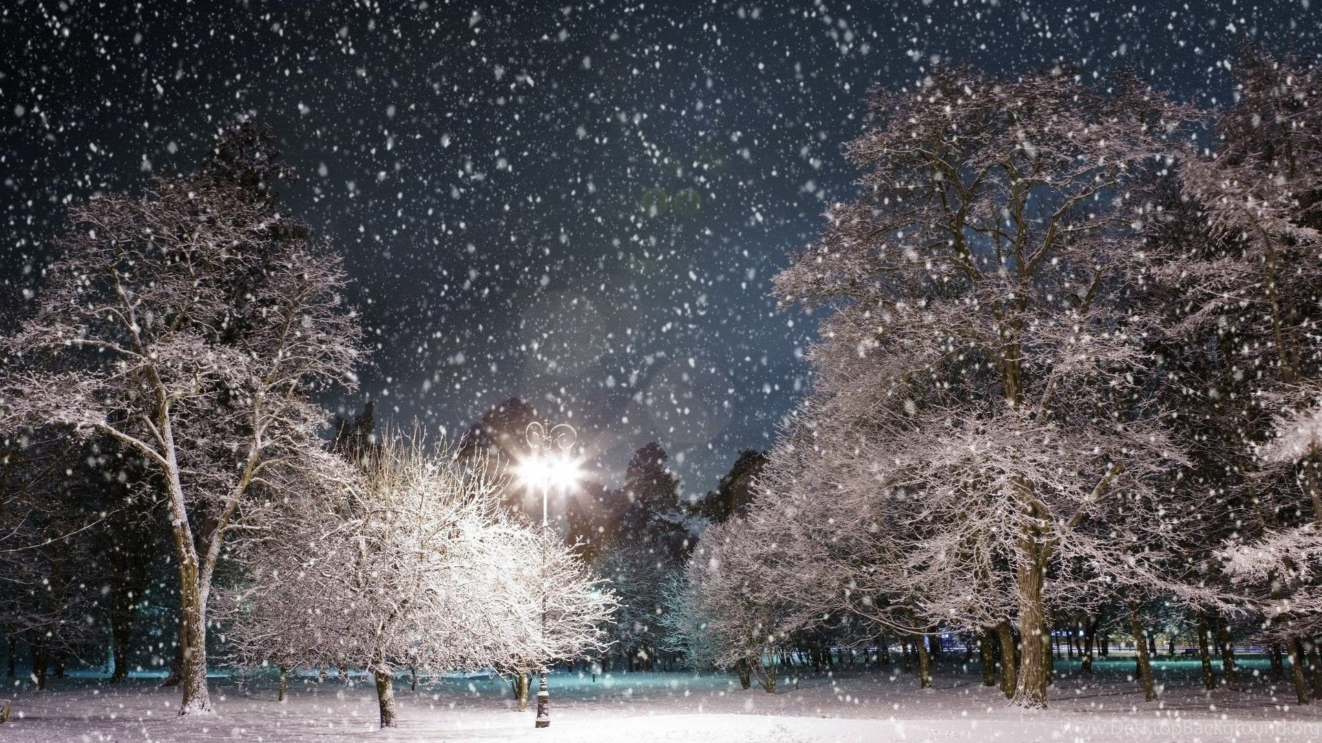 Alberi innevati notturni con lampione, 1920x1080 Full HD 1080p, Monitor Gaming