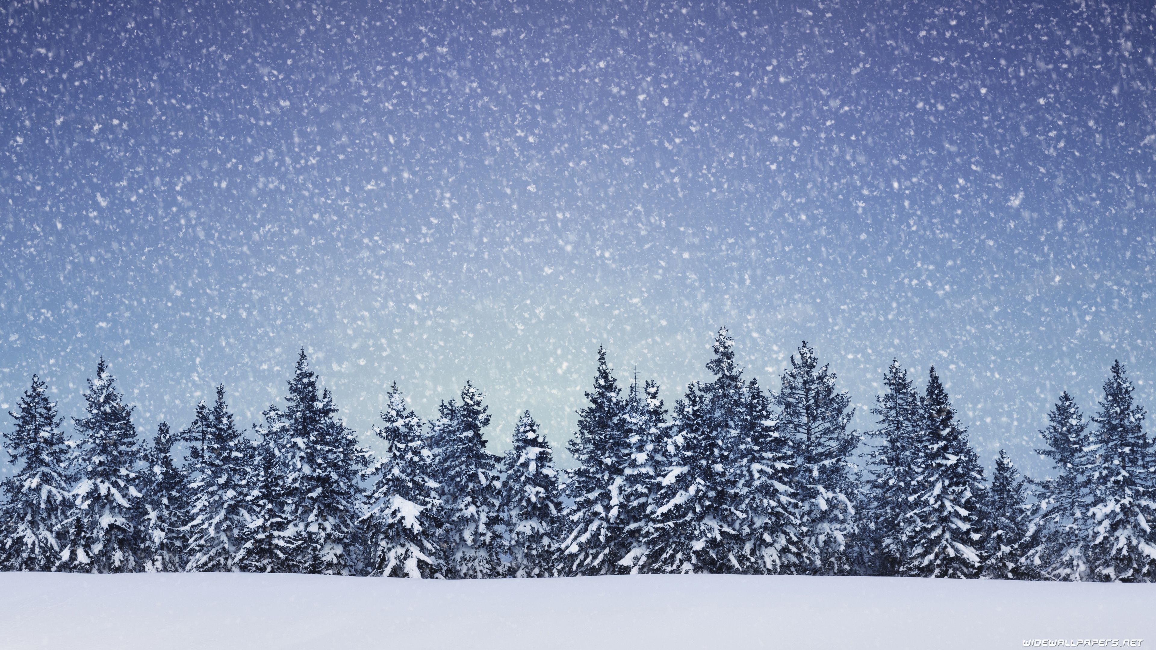 Abeti innevati con neve che cade, 3840x2160 4K, PC Desktop