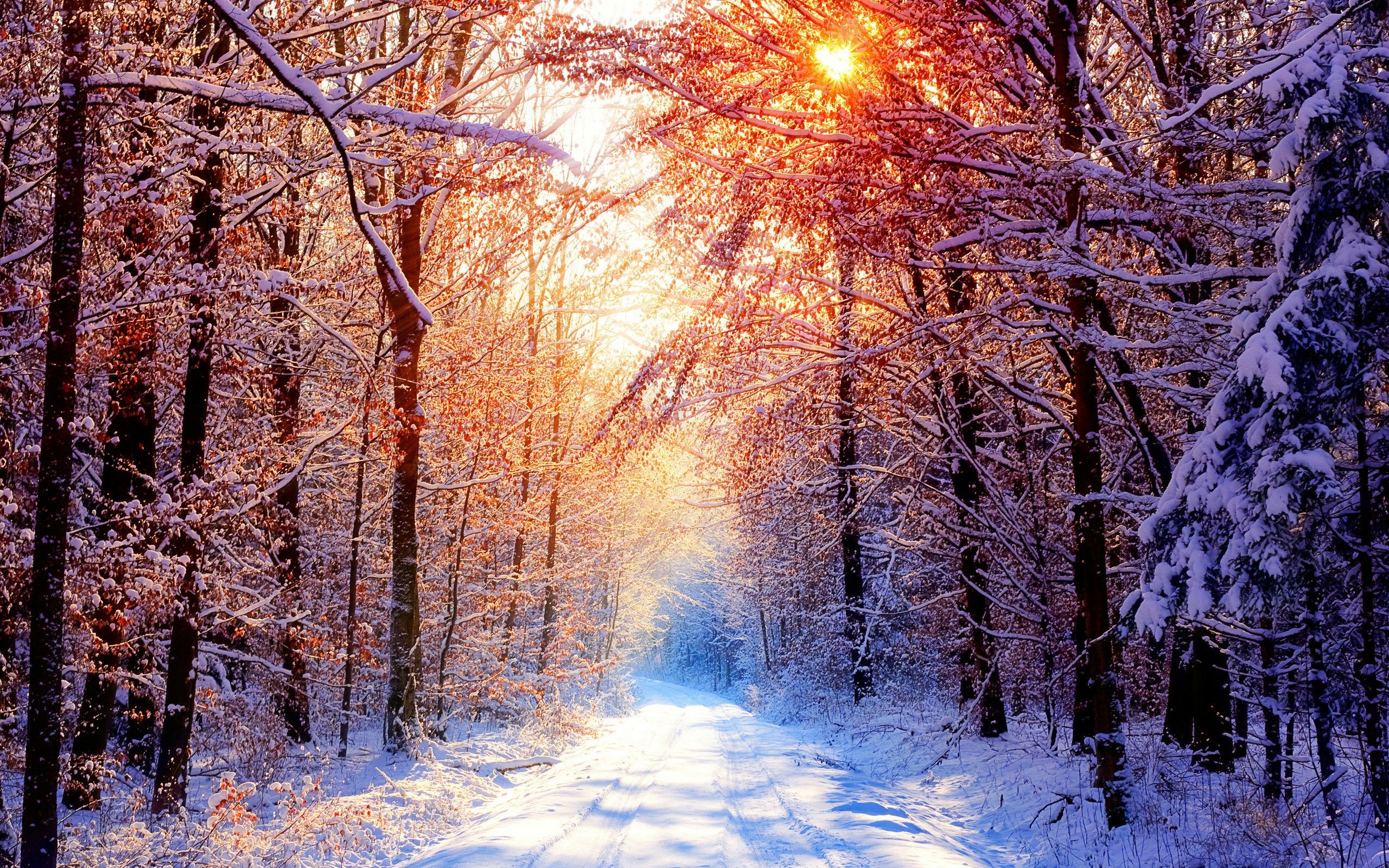 Sentiero innevato nel bosco, 2560x1600 2K+, PC