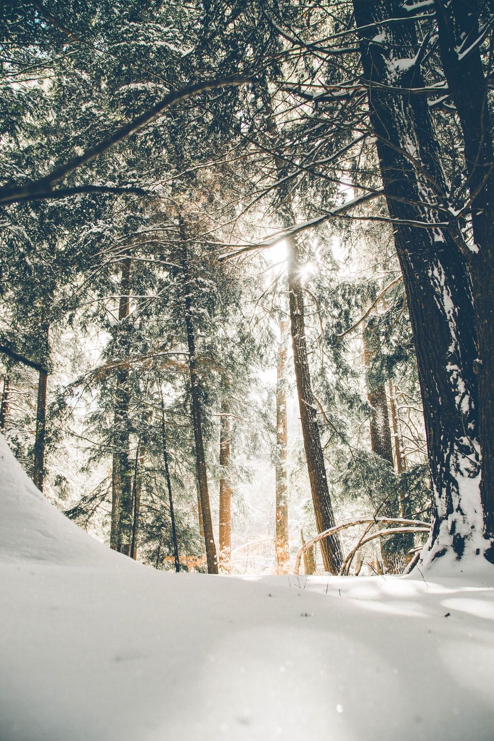 Foresta innevata con sole, 1000x1500 Verticale, Telefono