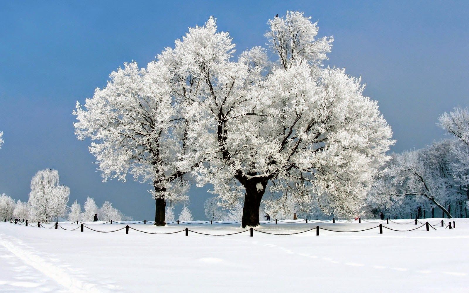 Alberi innevati campo invernale, 1600x1000 HD, Lenovo Legion