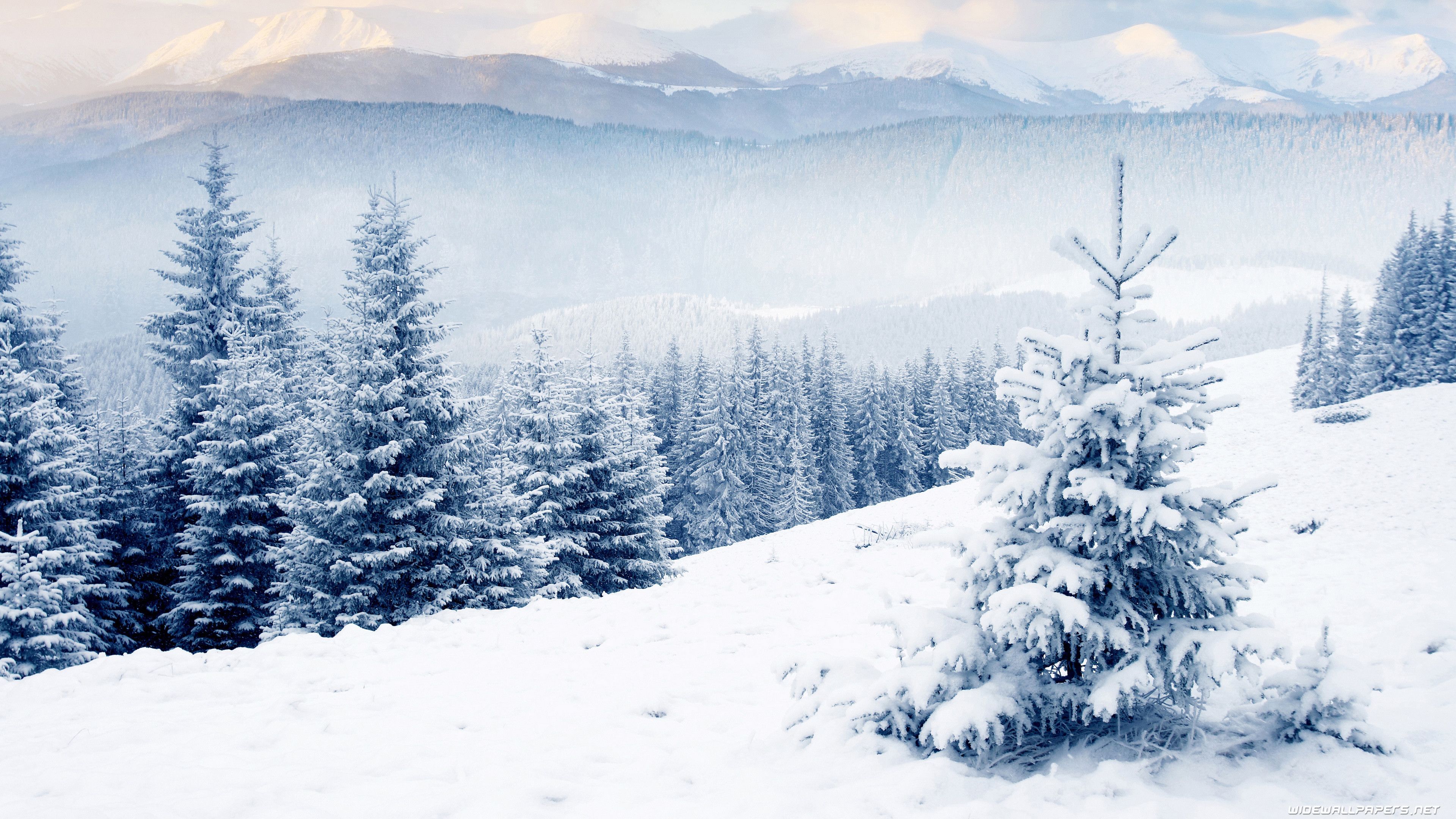 Abeti innevati su montagna, 3840x2160 4K Ultra HD, Monitor 4K