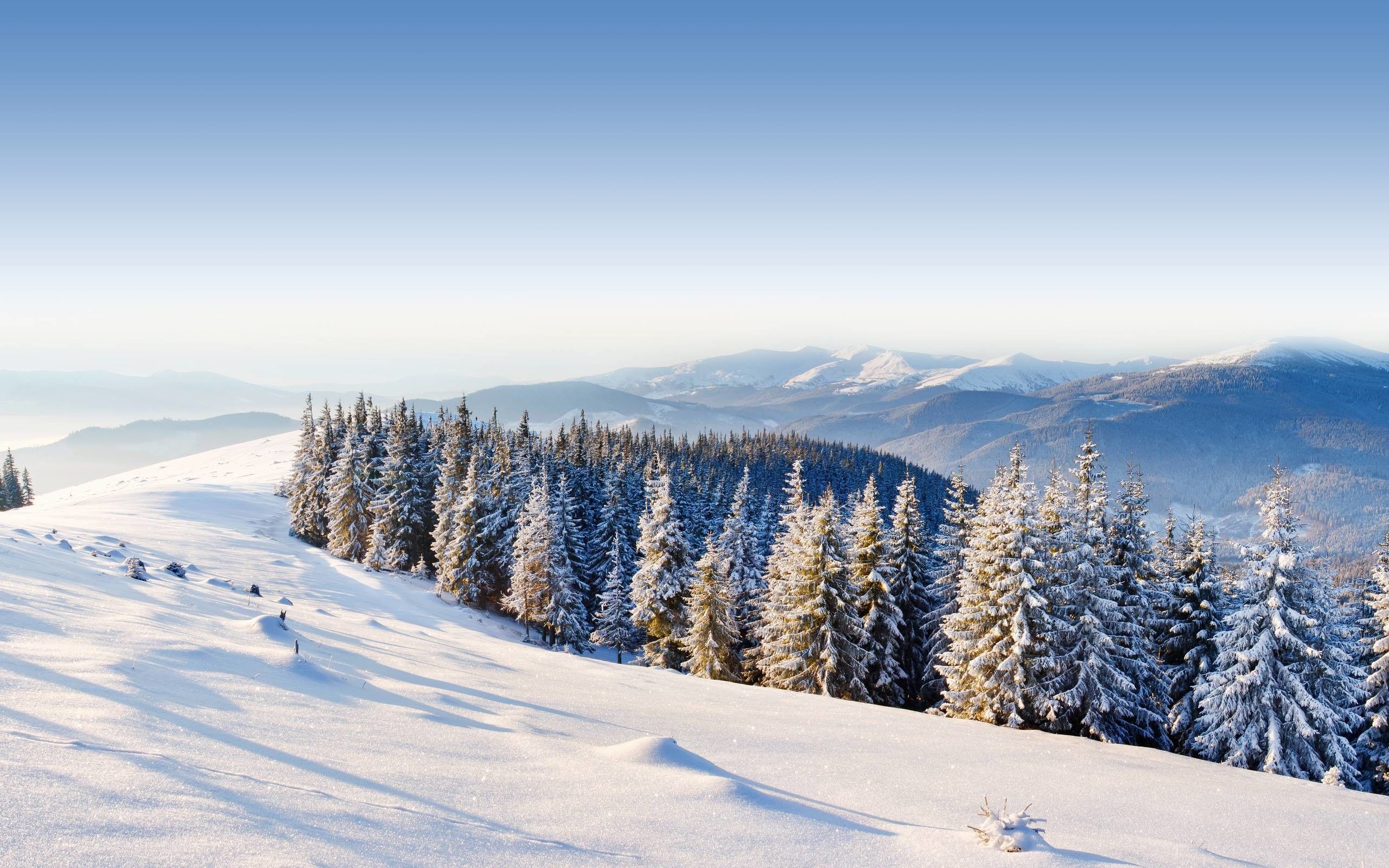 Montagne innevate con abeti, 2560x1600 2K+, MacBook Pro