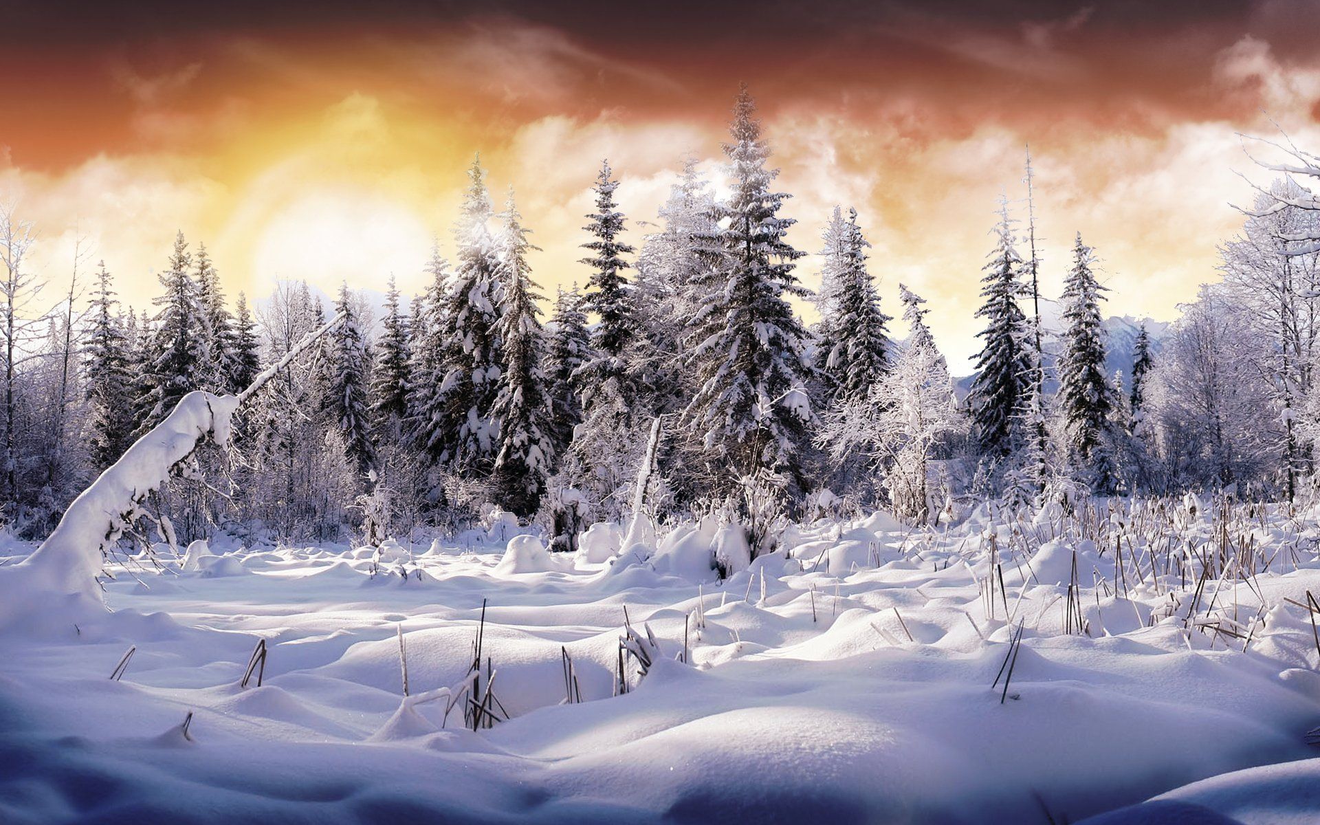 Foresta innevata con alba, 1920x1200 Full HD+ WUXGA, Desktop