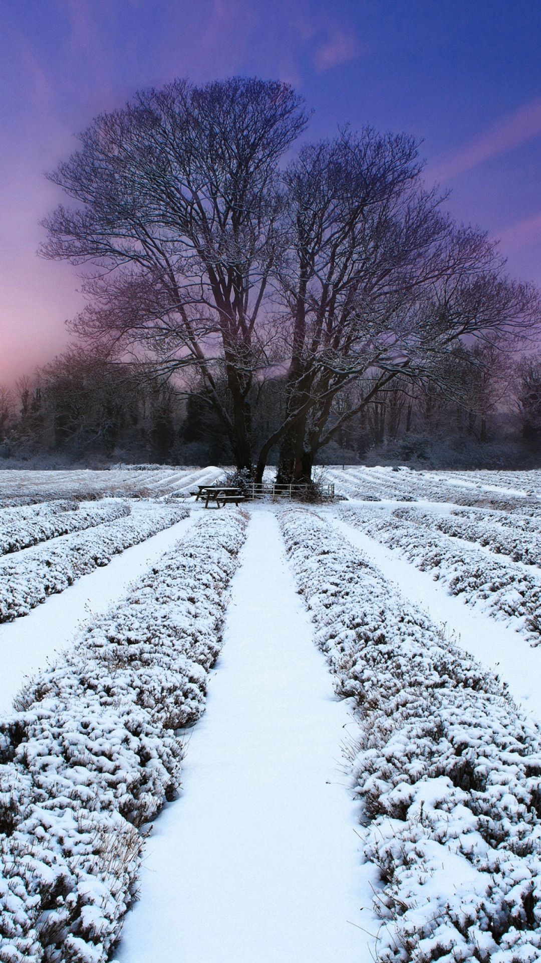 Campo innevato con panchina, 1080x1920 Full HD Verticale, Samsung Galaxy