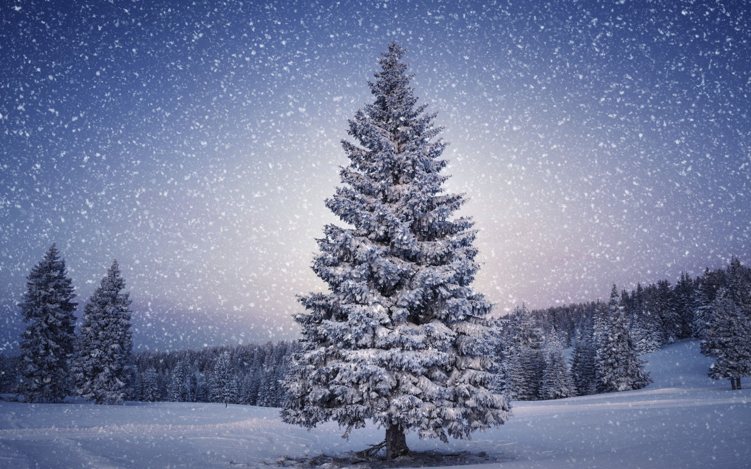 Abete innevato con neve che cade, 2560x1600 2K+, Desktop