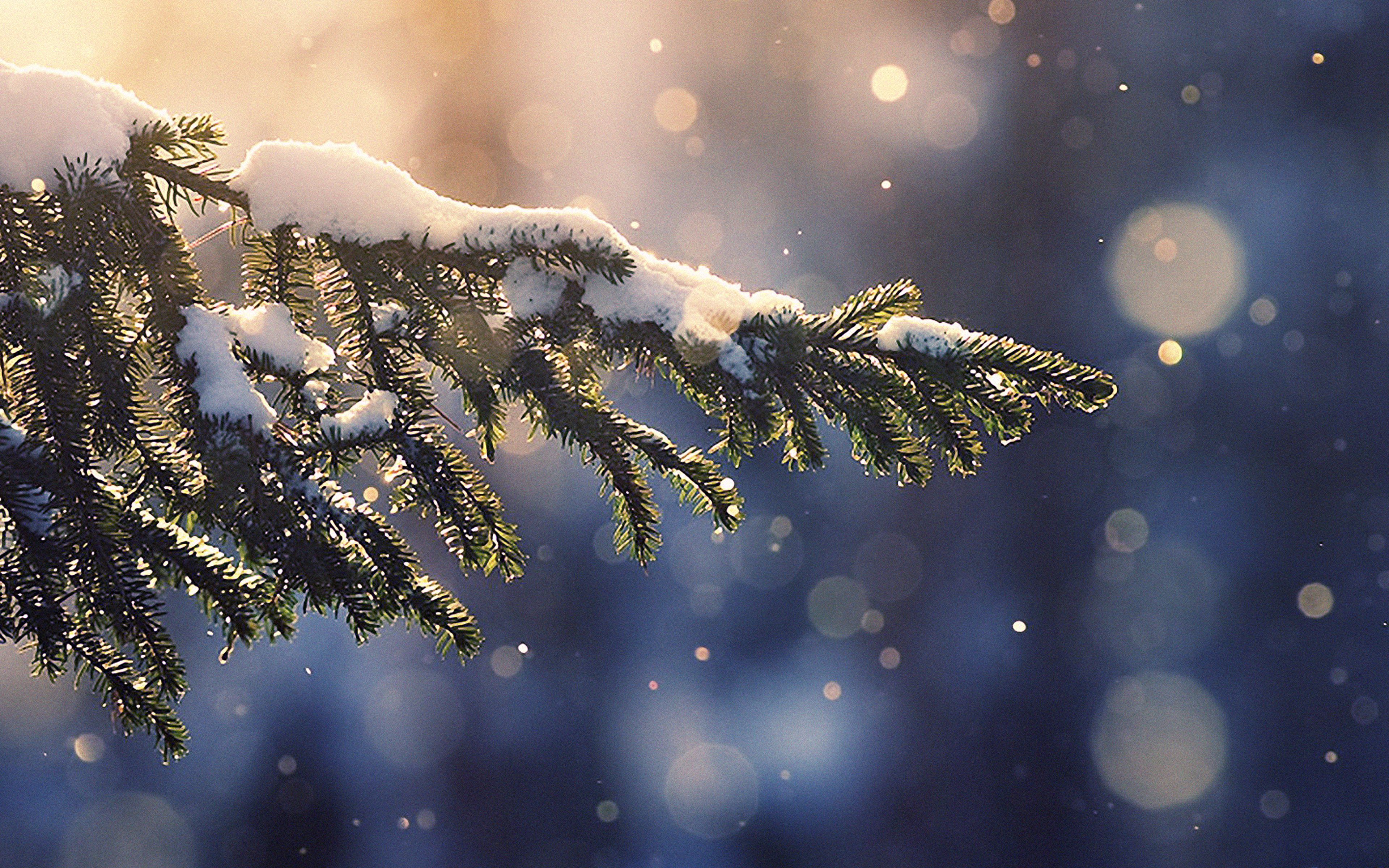 Ramo di pino innevato, 3840x2400 4K Ultra HD, Monitor 4K