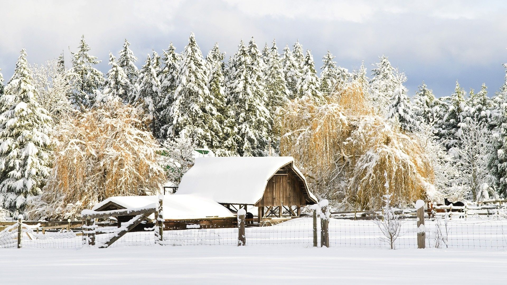 Fienile innevato con abeti, 1920x1080 Full HD, PC