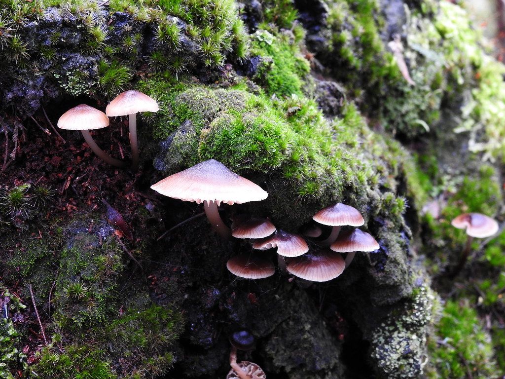 Funghi su muschio nel bosco, 1024x768 HD, Desktop
