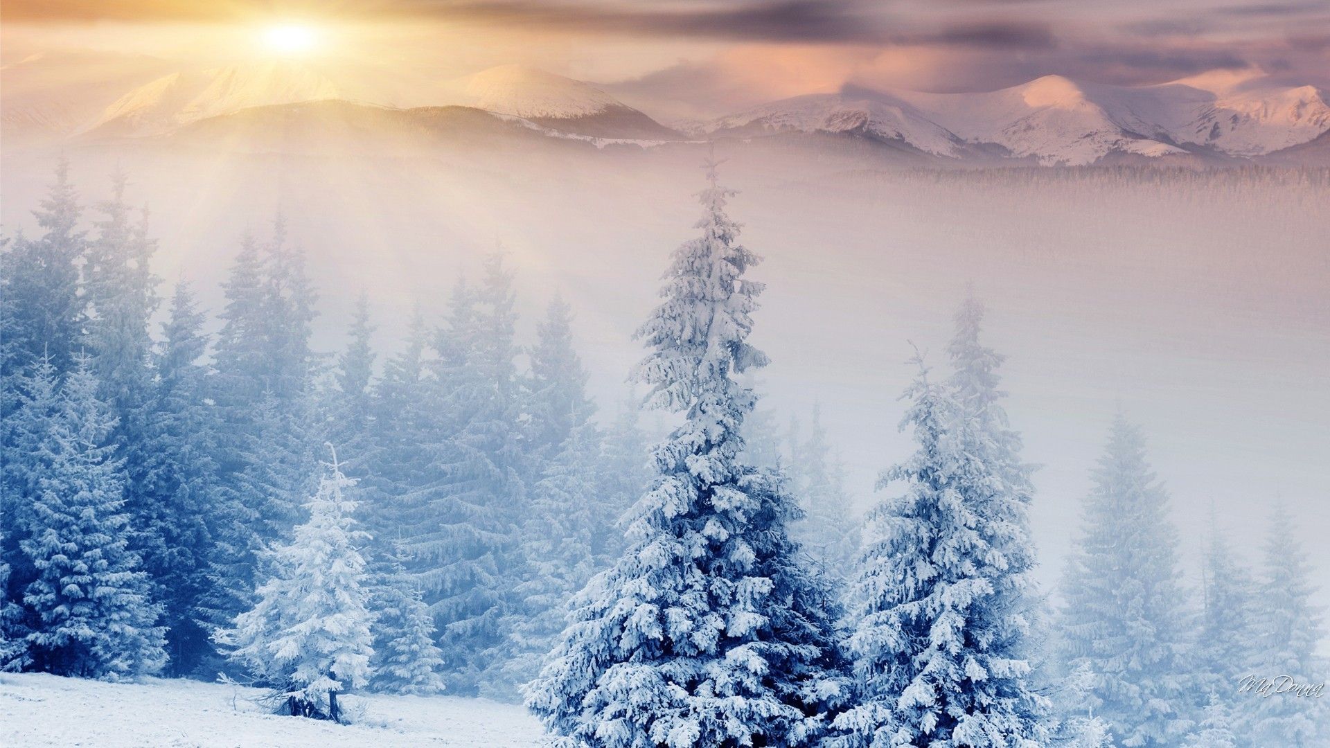 Alberi innevati con alba, 1920x1080 Full HD, PC