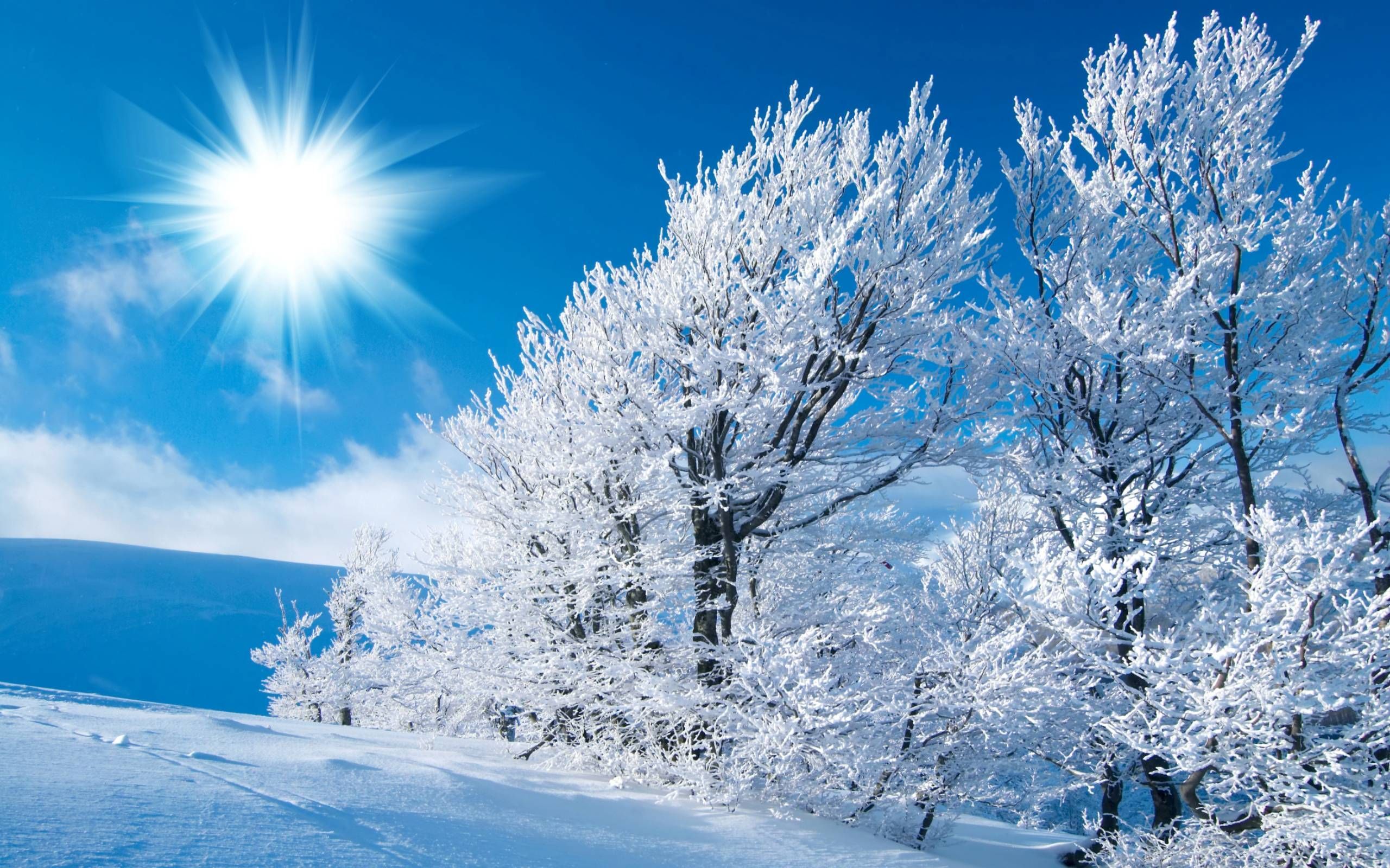Alberi innevati con sole, 2560x1600 2K, PC
