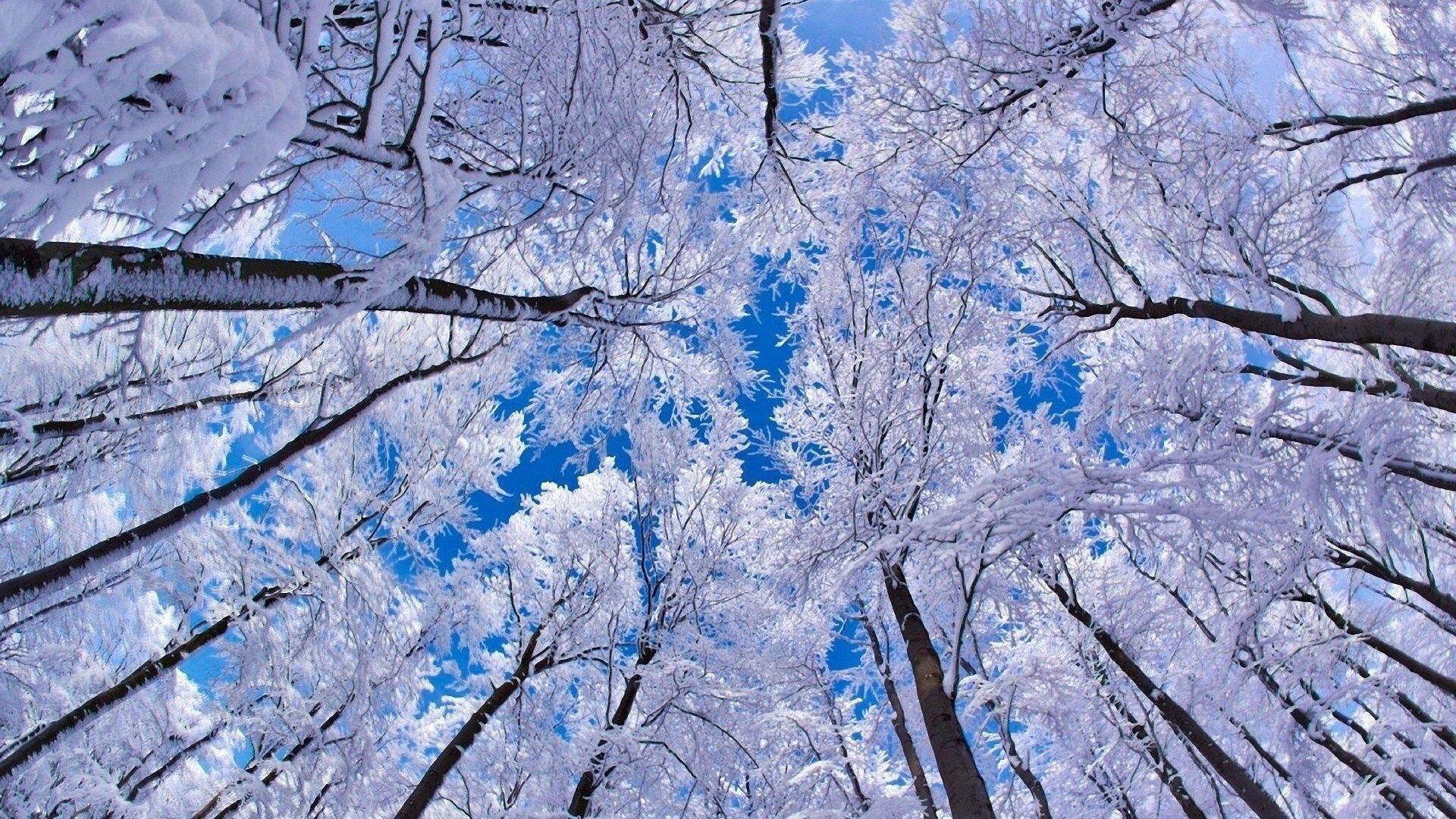 Alberi innevati vista dal basso, 1920x1080 Full HD 1080p, Monitor Gaming