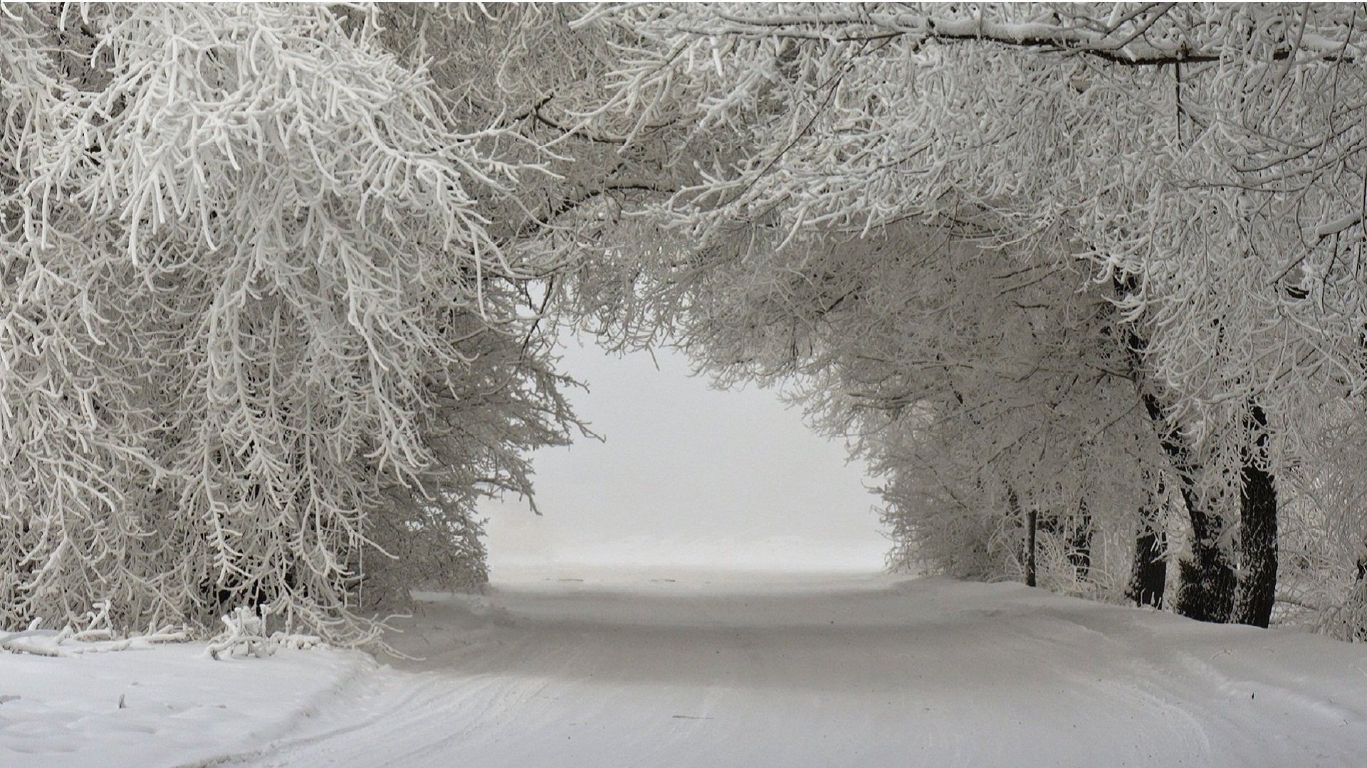 Sentiero innevato tra alberi, 1920x1080 1080p, PC