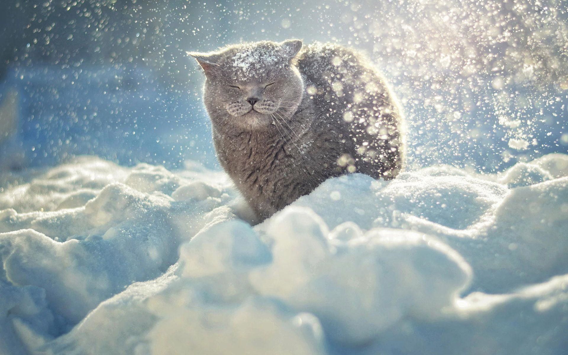 Gatto grigio nella neve, 1920x1200 Full HD+, Monitor Gaming