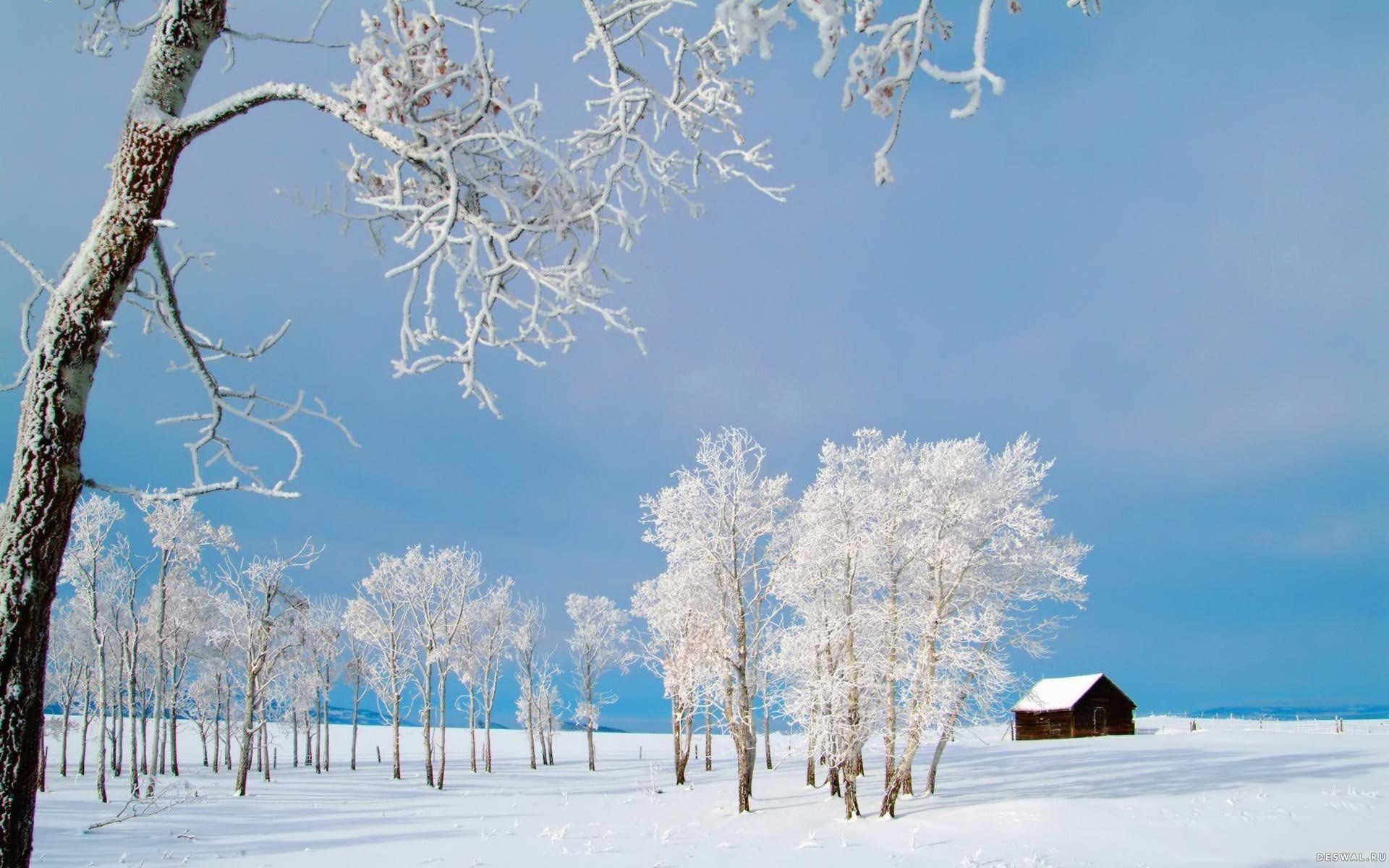 Alberi innevati con baita, 1920x1200 Full HD+, Desktop