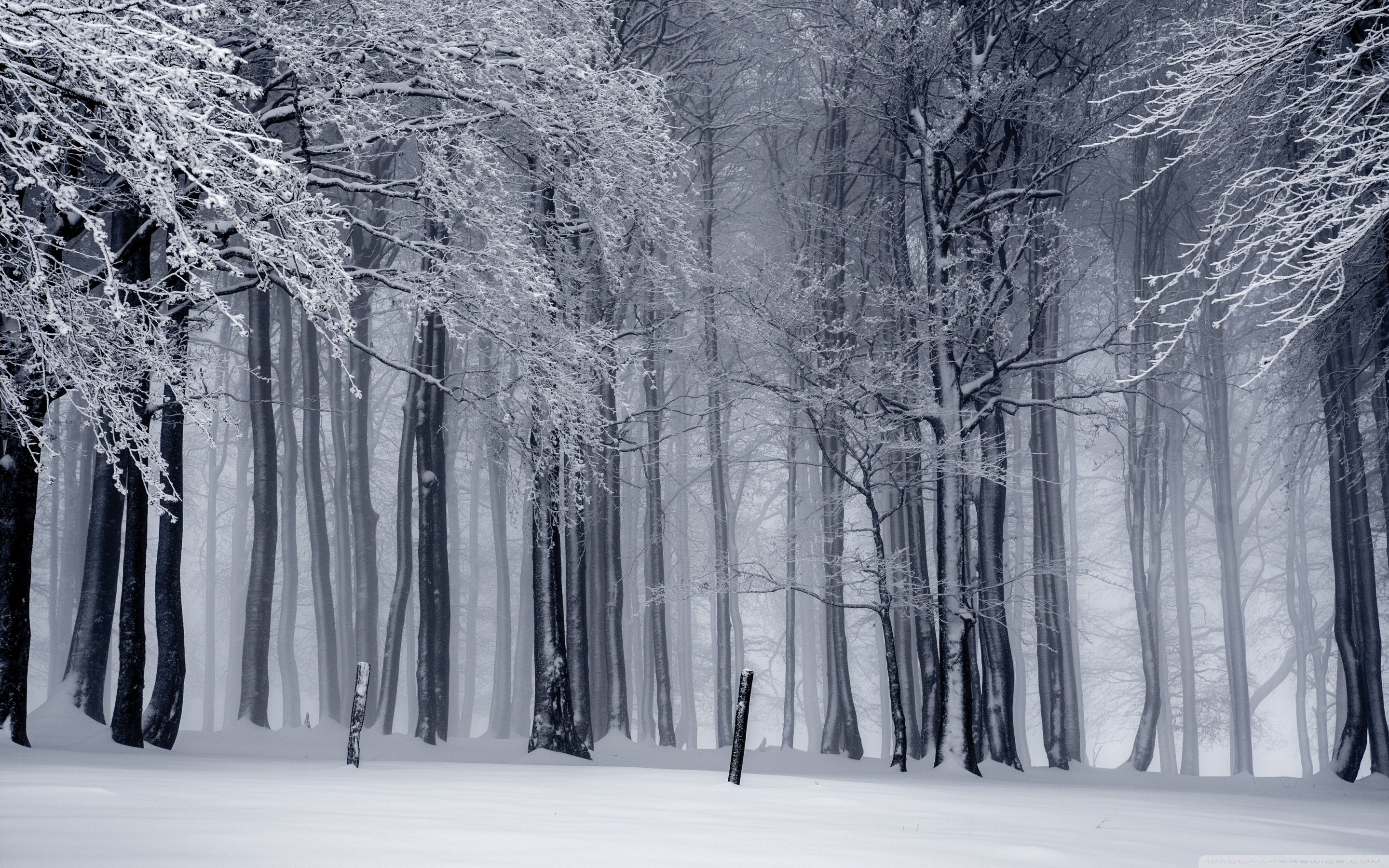 Foresta invernale innevata, 2880x1800 2K, PC