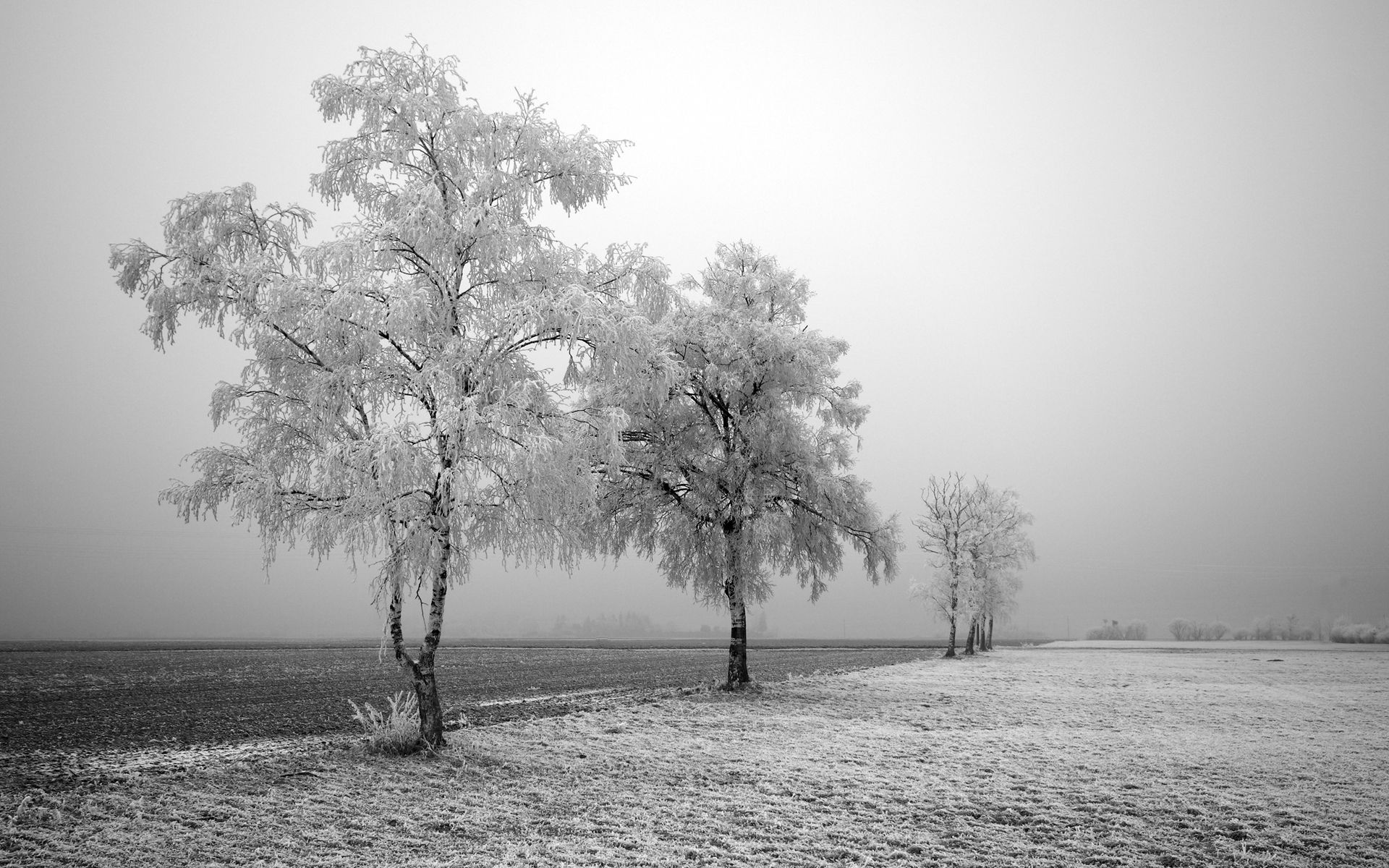 Alberi invernali brina bianco e nero, 1920x1200 WUXGA, Monitor Gaming