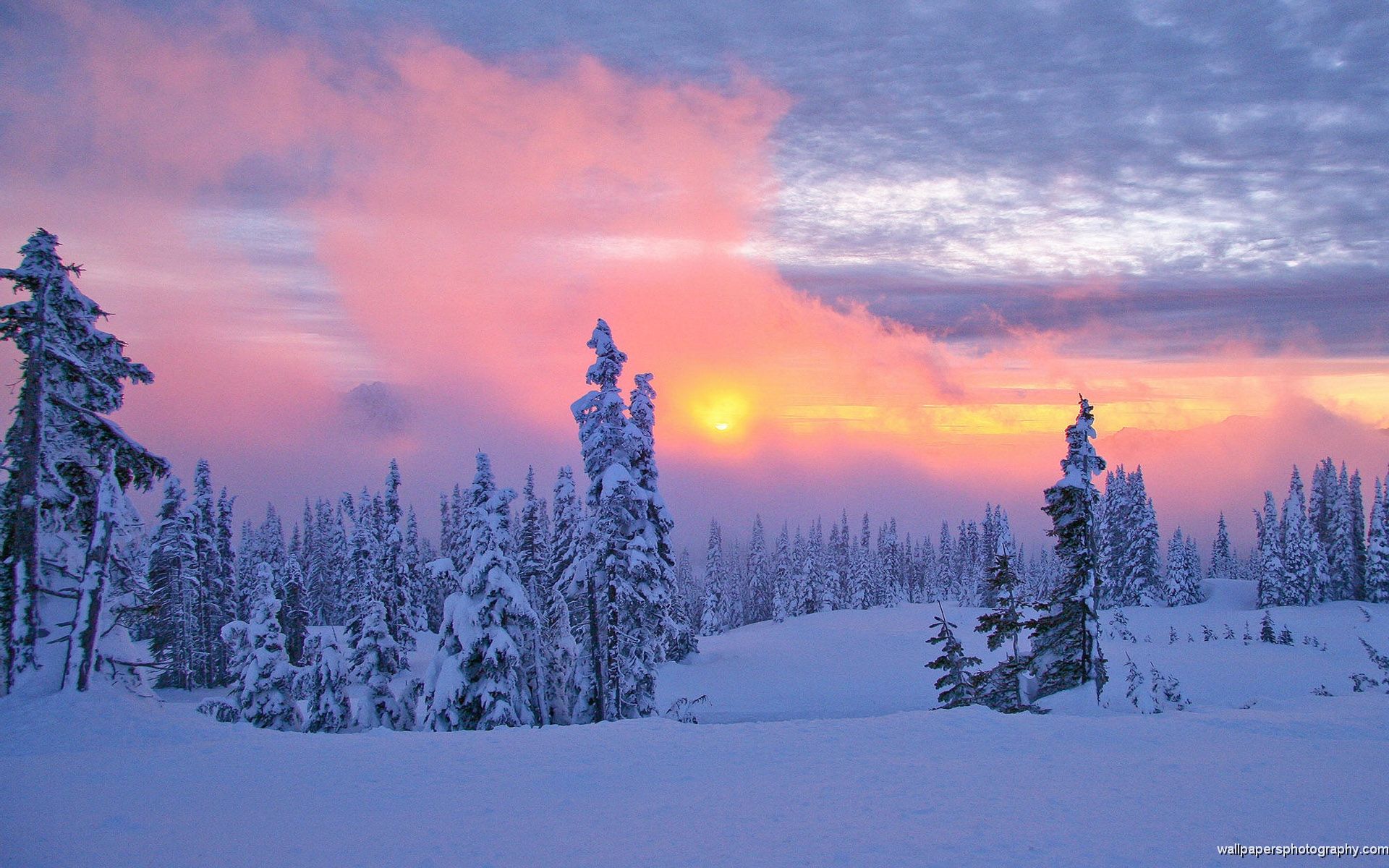 Alba invernale su foresta innevata, 1920x1200 WUXGA, Desktop