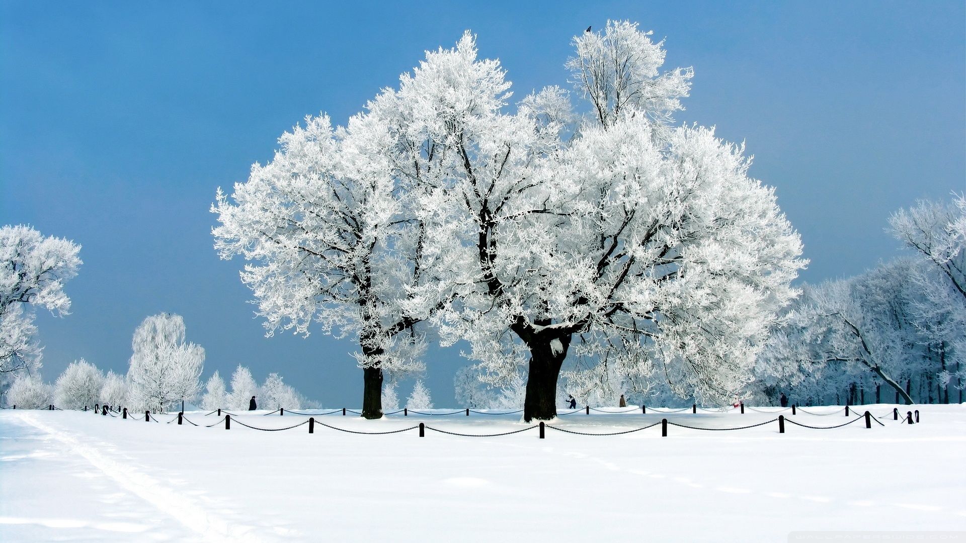 Alberi innevati paesaggio invernale, 1920x1080 Full HD 1080p, Monitor Gaming