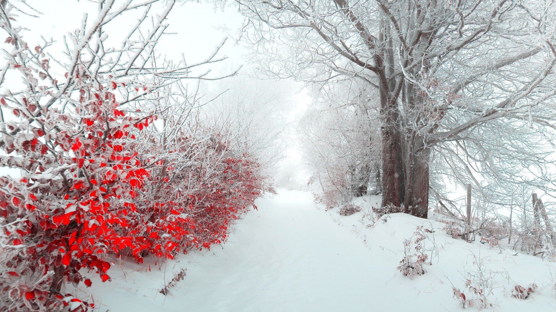 Sentiero innevato con bacche rosse, 1920x1080 1080p, PC