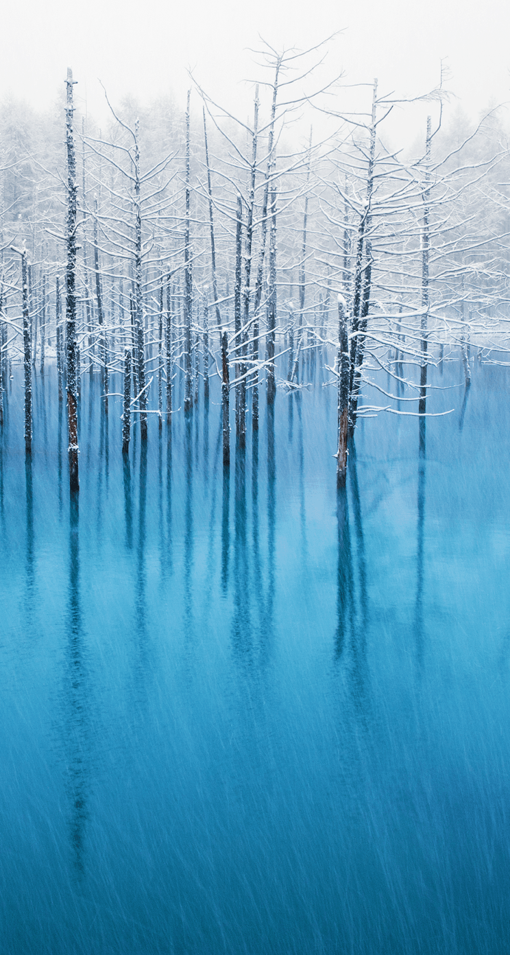 Alberi innevati lago blu, 744x1392 Full HD Verticale, iPhone