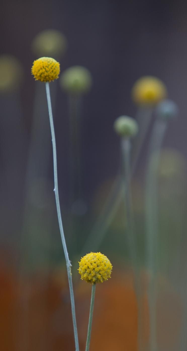 Fiori gialli craspedia sfocati, 744x1392 Verticale, iPhone Air