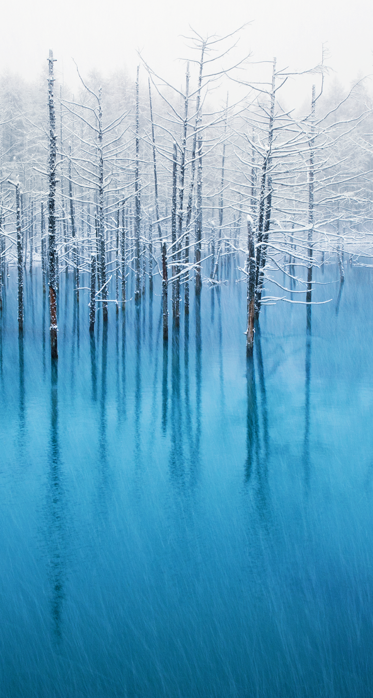 Alberi innevati lago blu, 744x1392 Verticale, Mobile