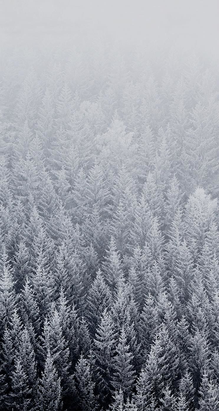Foresta innevata nebbiosa, 743x1392 Full HD Verticale, iPhone