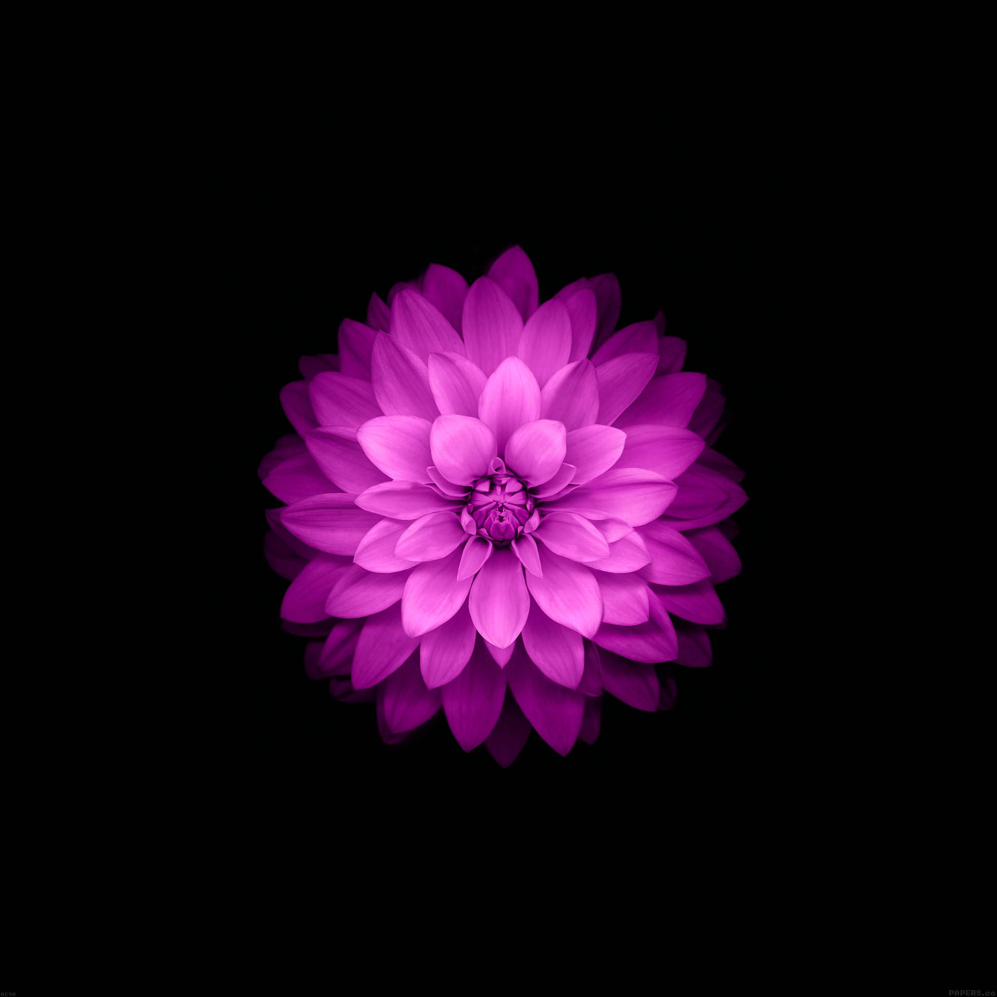Fiore loto viola sfondo nero, 2048x2048 alta risoluzione, Laptop