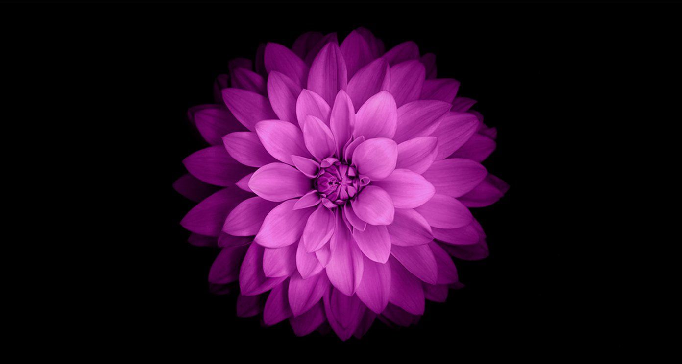 Fiore dalia viola su nero, 1392x744 HD, PC Desktop