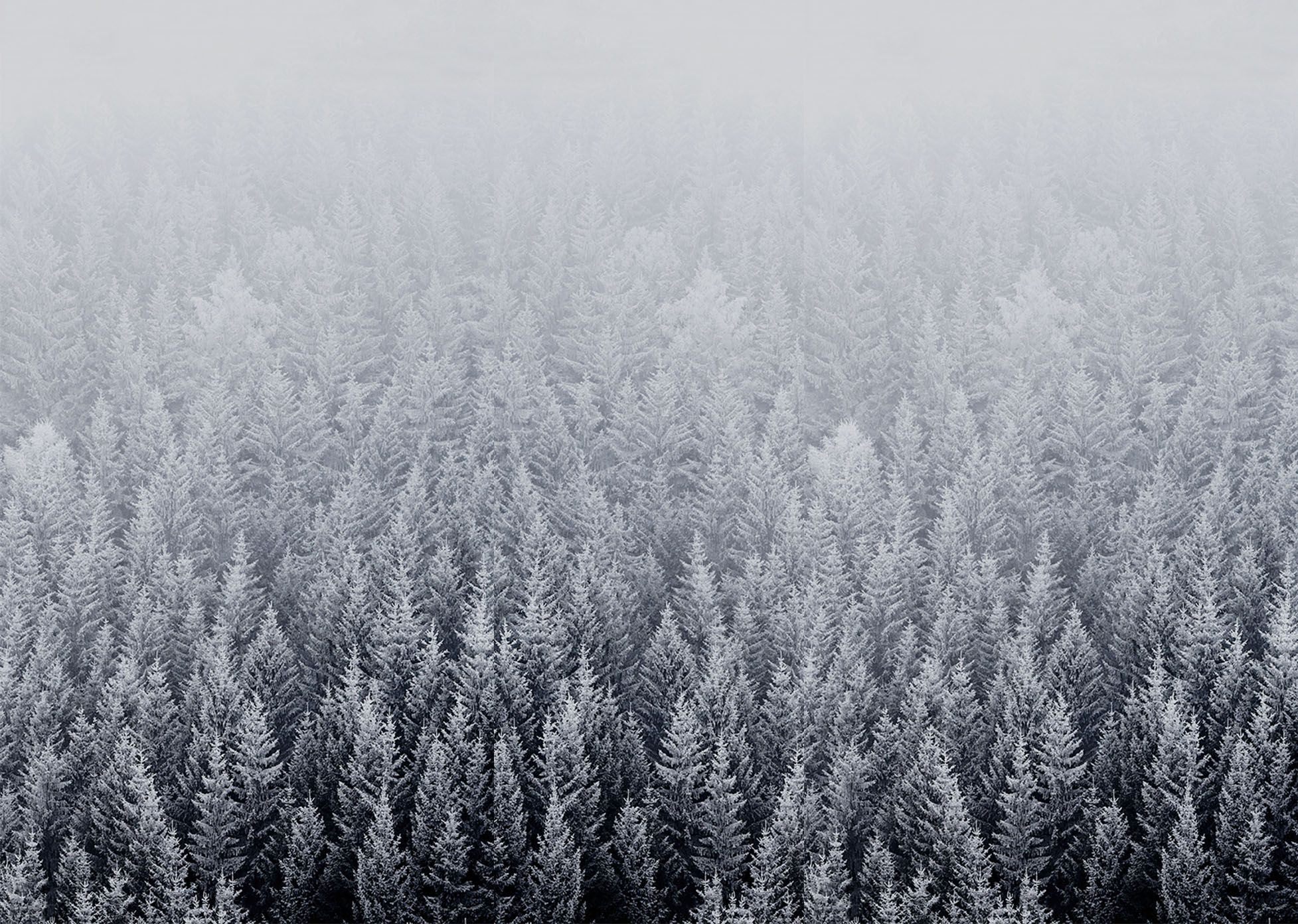 Foresta innevata nebbia grigia, 1955x1392 Full HD+ WUXGA, Desktop