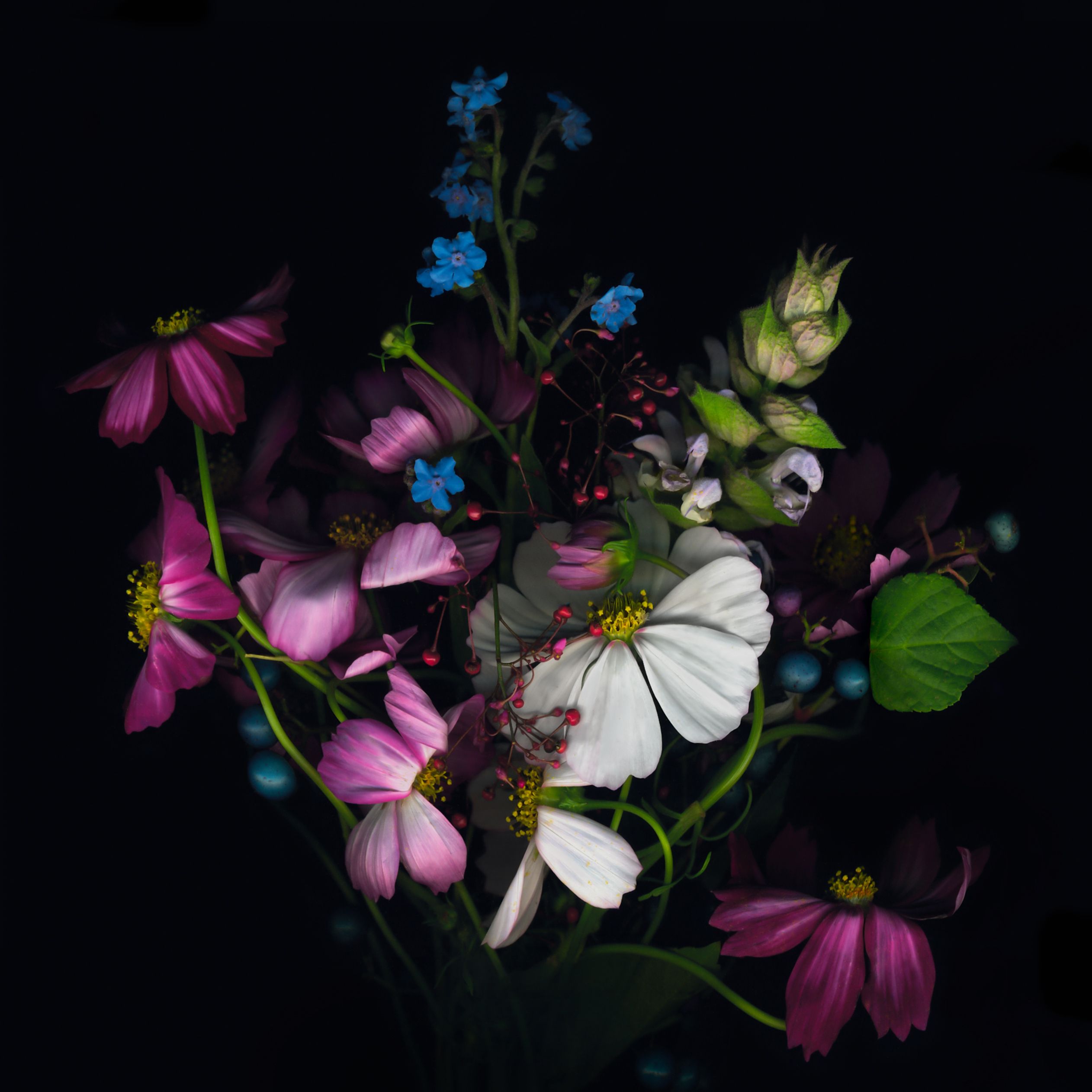 Mazzo di fiori su sfondo nero, 2524x2524 alta risoluzione, PC