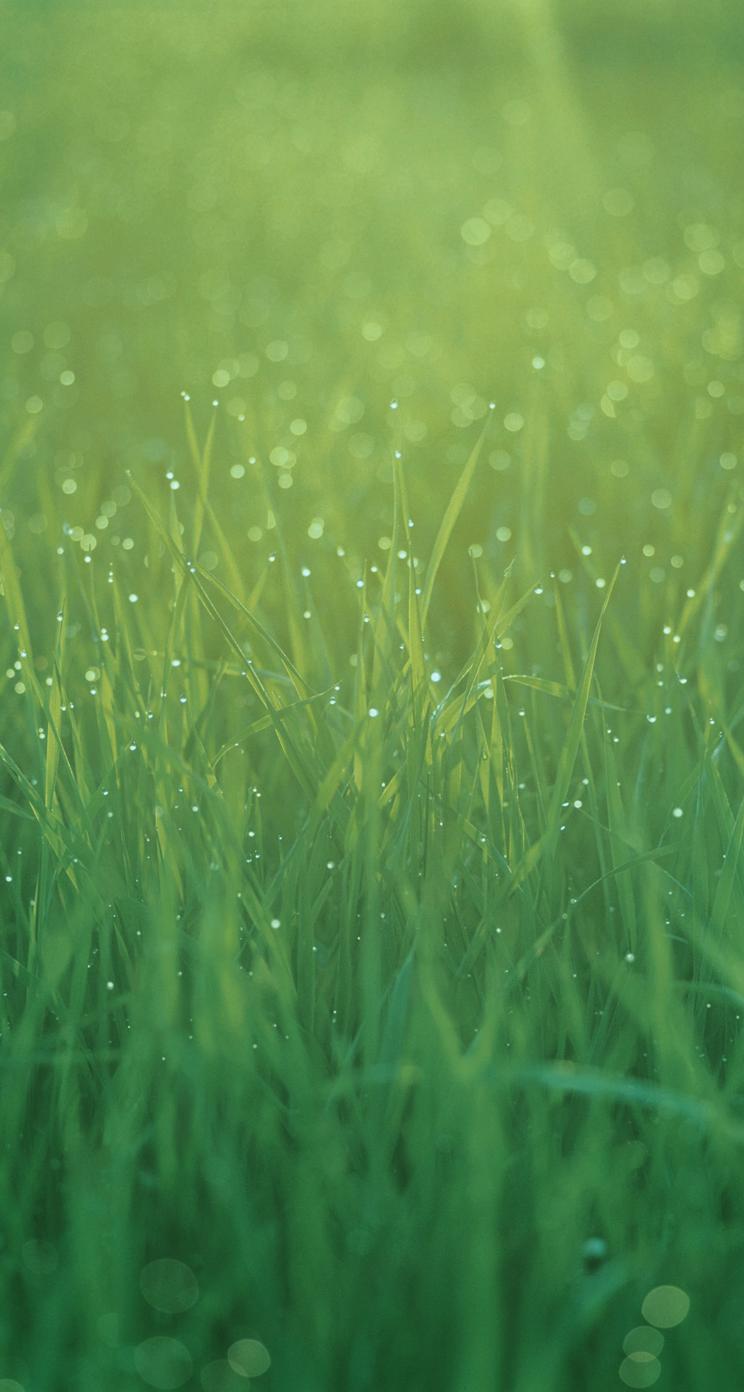 Erba verde con gocce rugiada, 744x1392 Full HD Verticale, iPhone