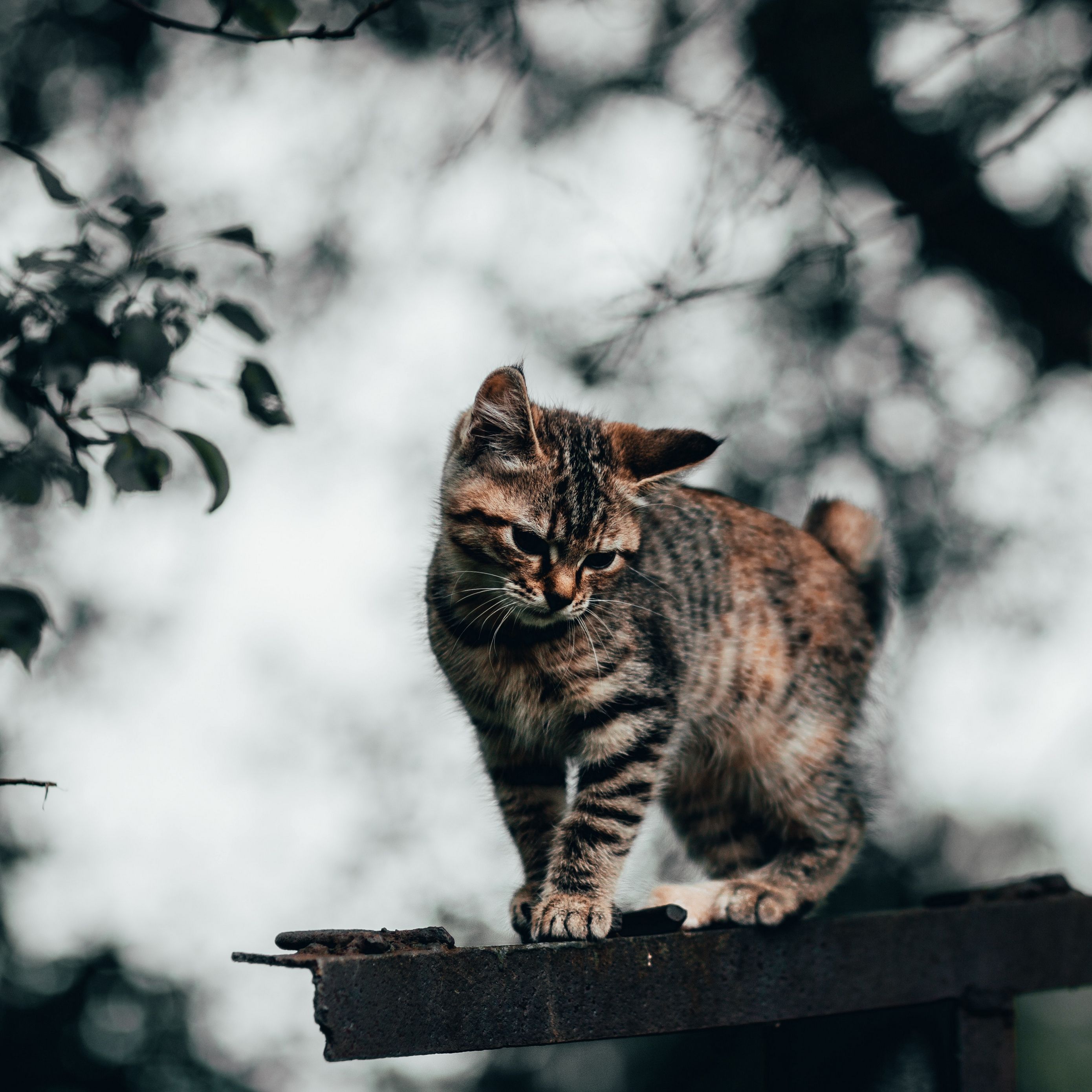 Gattino tabby su asse, 2780x2780 2K+, iPad mini
