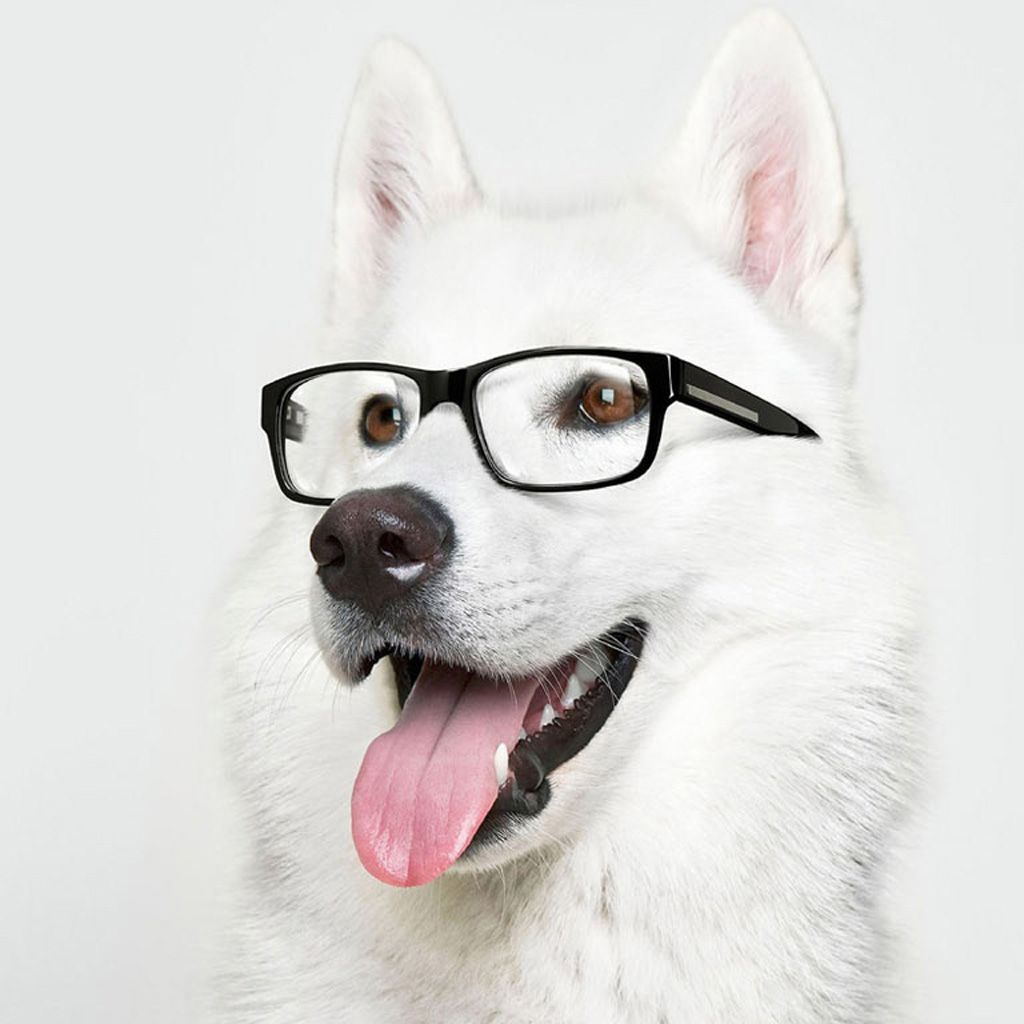 Cane bianco con occhiali, 1024x1024 HD, iPad Pro
