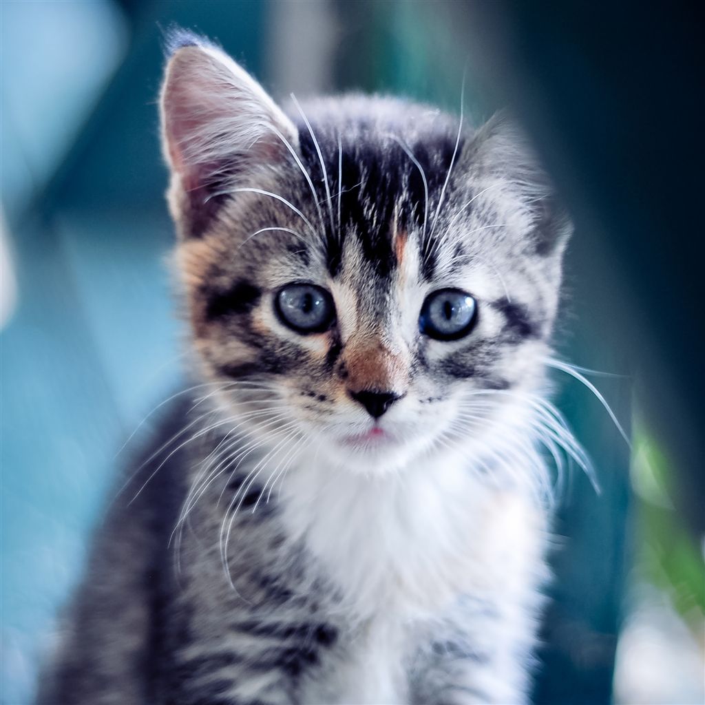 Gattino tabby occhi azzurri, 1024x1024 HD, iPad mini