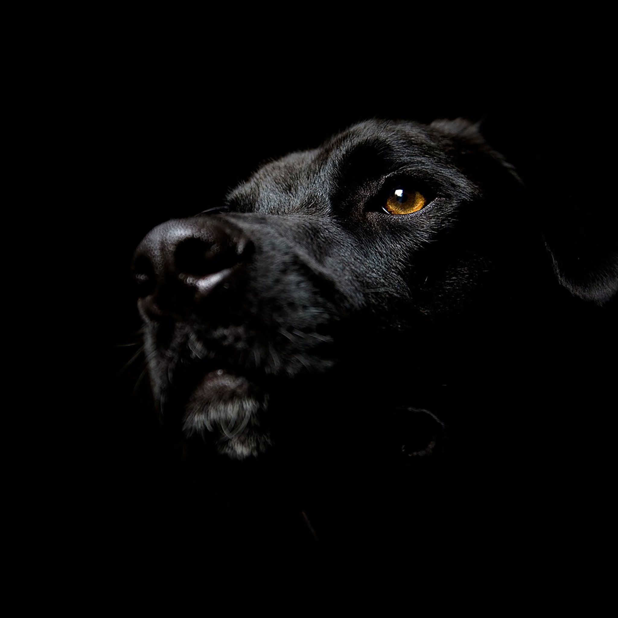 Cane nero su sfondo scuro, 2048x2048 Hi-Res, iPad Pro